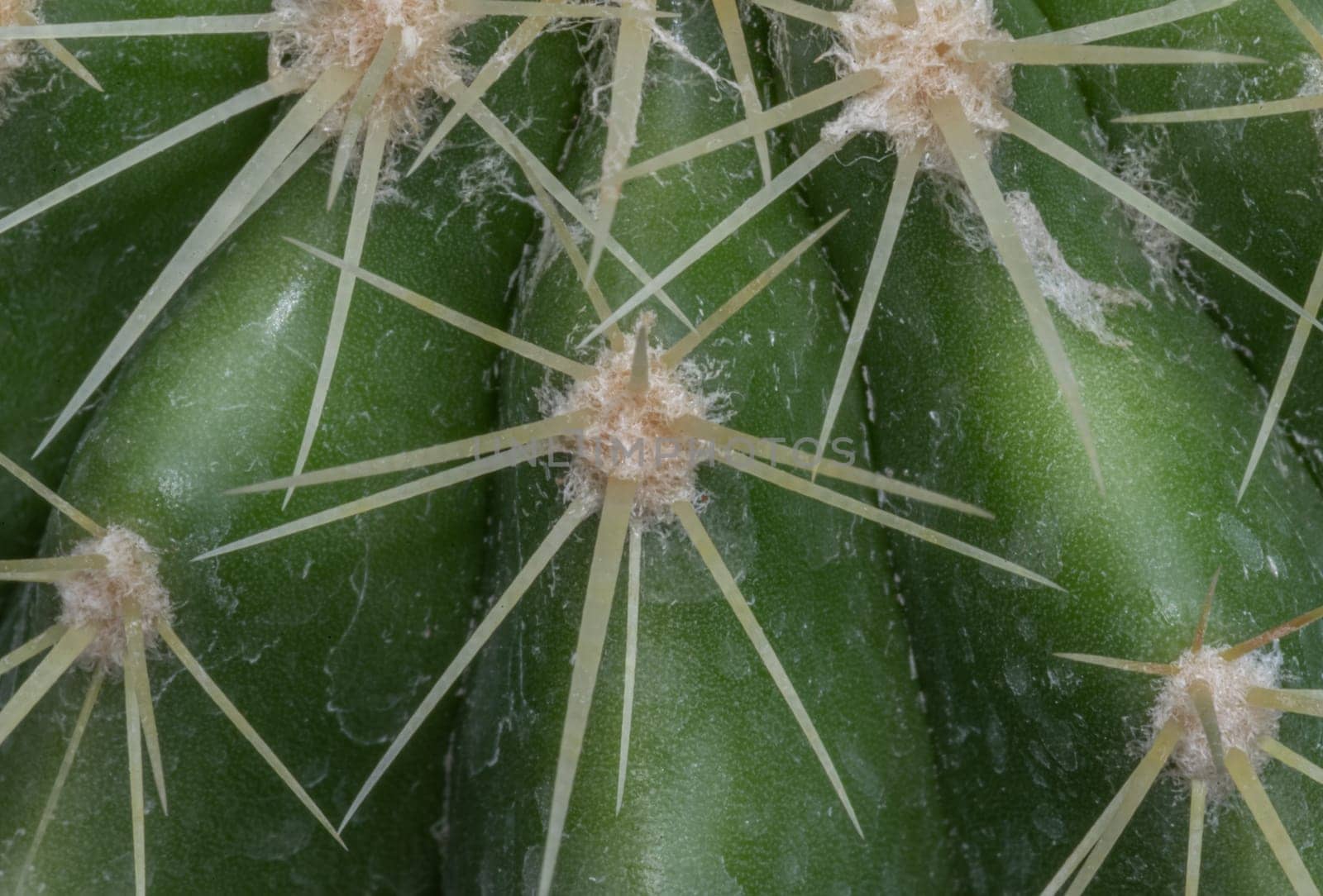 Detail of Ferocactus echidne with sharp white prickles. Prickly green Parodia polyacantha cactus or Parodia langsdorffii plant, Succulent Plant, Cactus flower, Space for text, Selective focus.