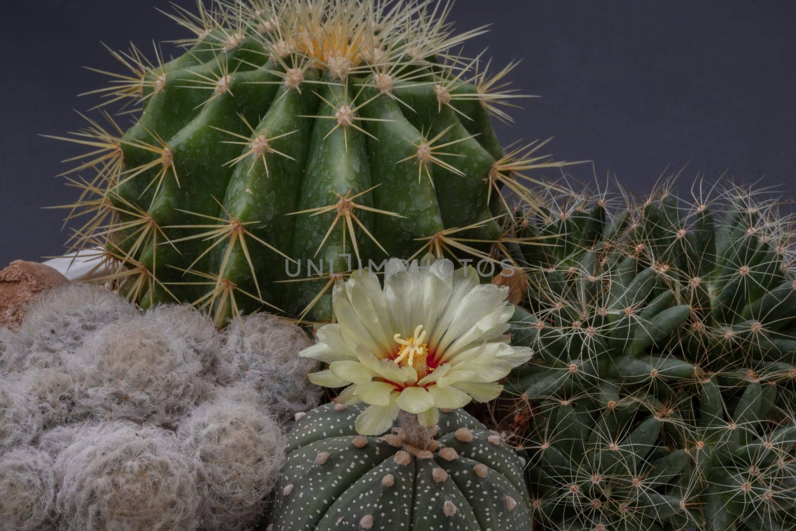 Yellow flower of Astrophytum asterias (Kabuto cactus) with Ferocactus echidne, Mammillaria longimamma and Mammillaria Plumosa on black background. Many beautiful cactus with feathers planted in different shapes and different colors growing. Succulent Plant, Cactus flower, Copy space, Selective focus.