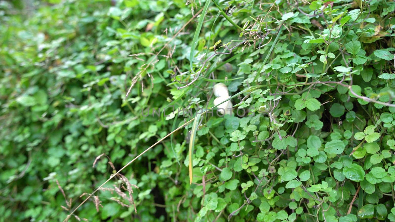 Explore a vibrant display of green plants in a tranquil setting. butterfly