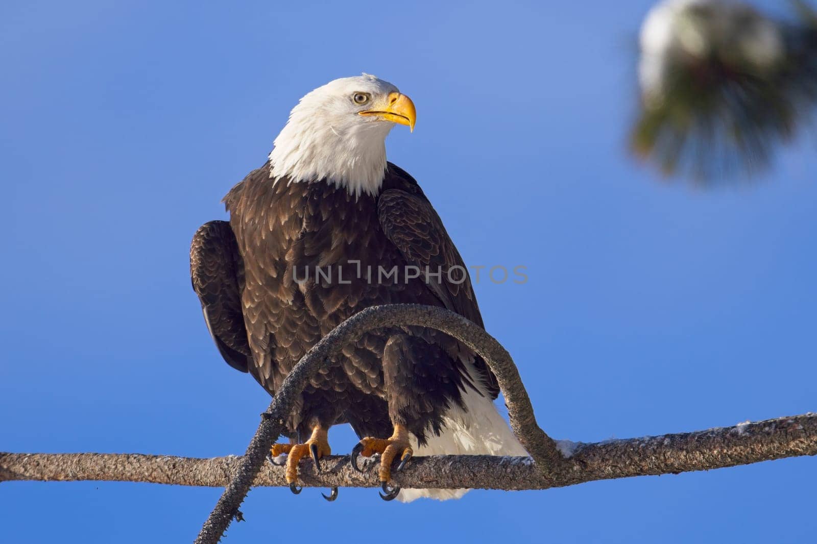 A large adult bald eagle is perched on a branch set against a blue sky in winter in north Idaho.