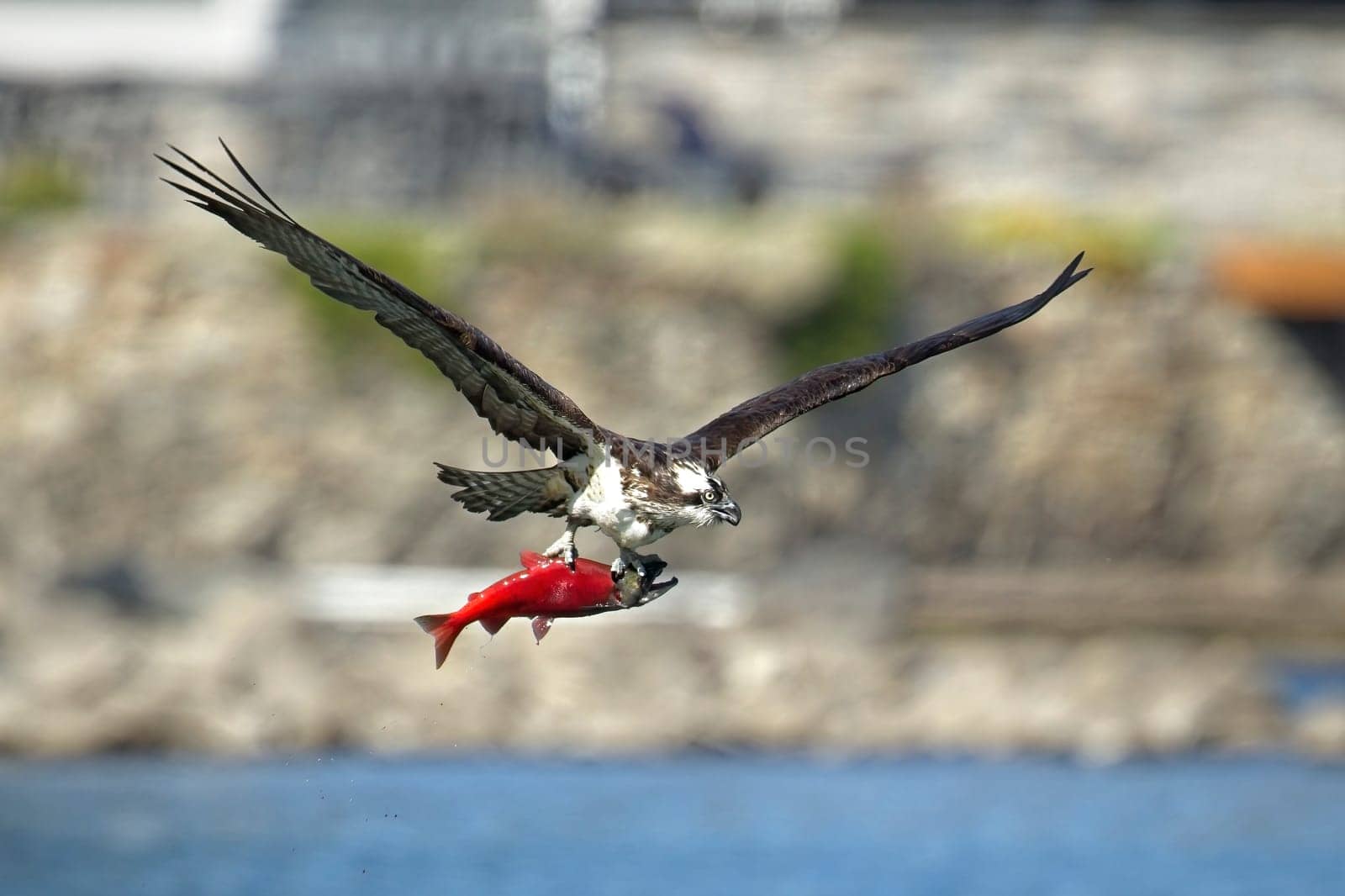 Osprey flies off with a fish above a lake in north Idaho.
