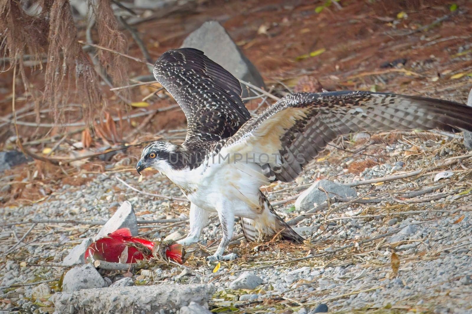 A large osprey stands guard over its fish it recently caught in north Idaho.