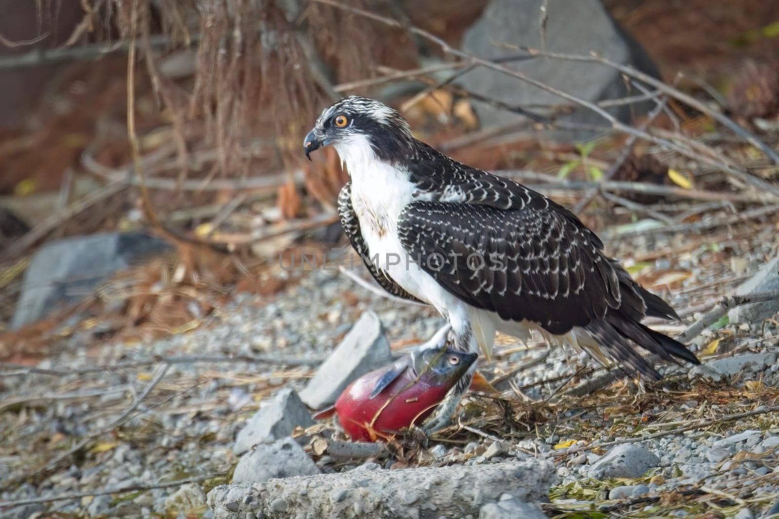 A large osprey stands guard over its fish it recently caught in north Idaho.