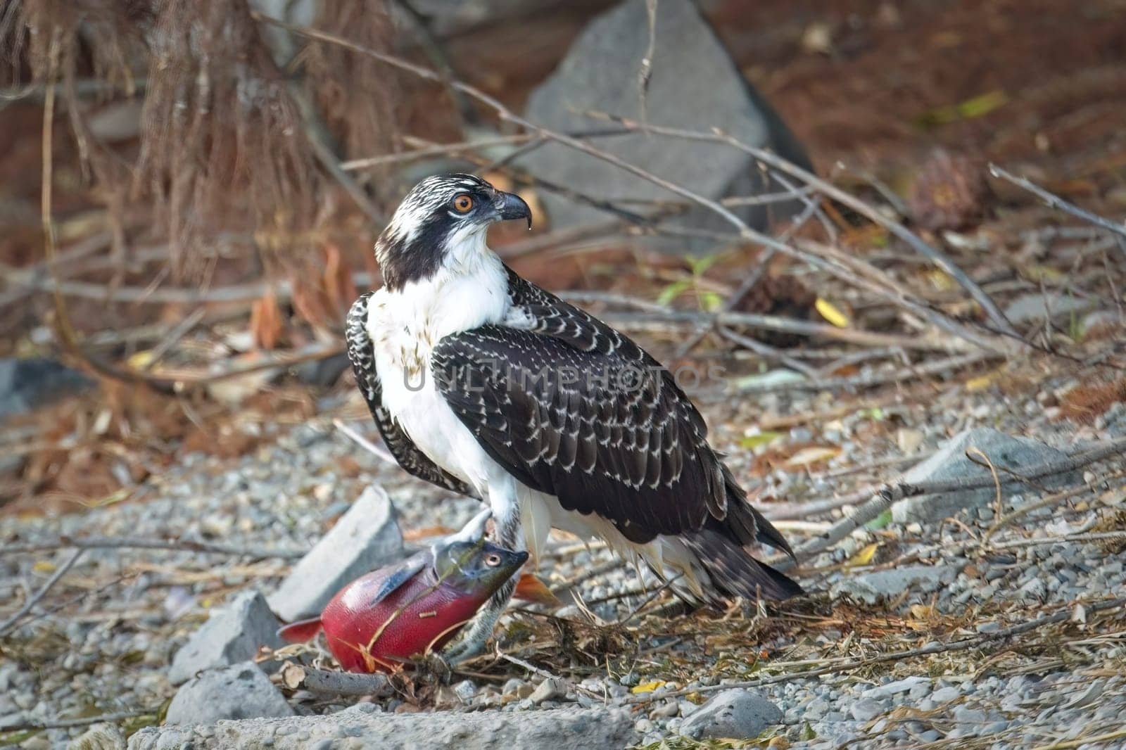 A large osprey stands guard over its fish it recently caught in north Idaho.