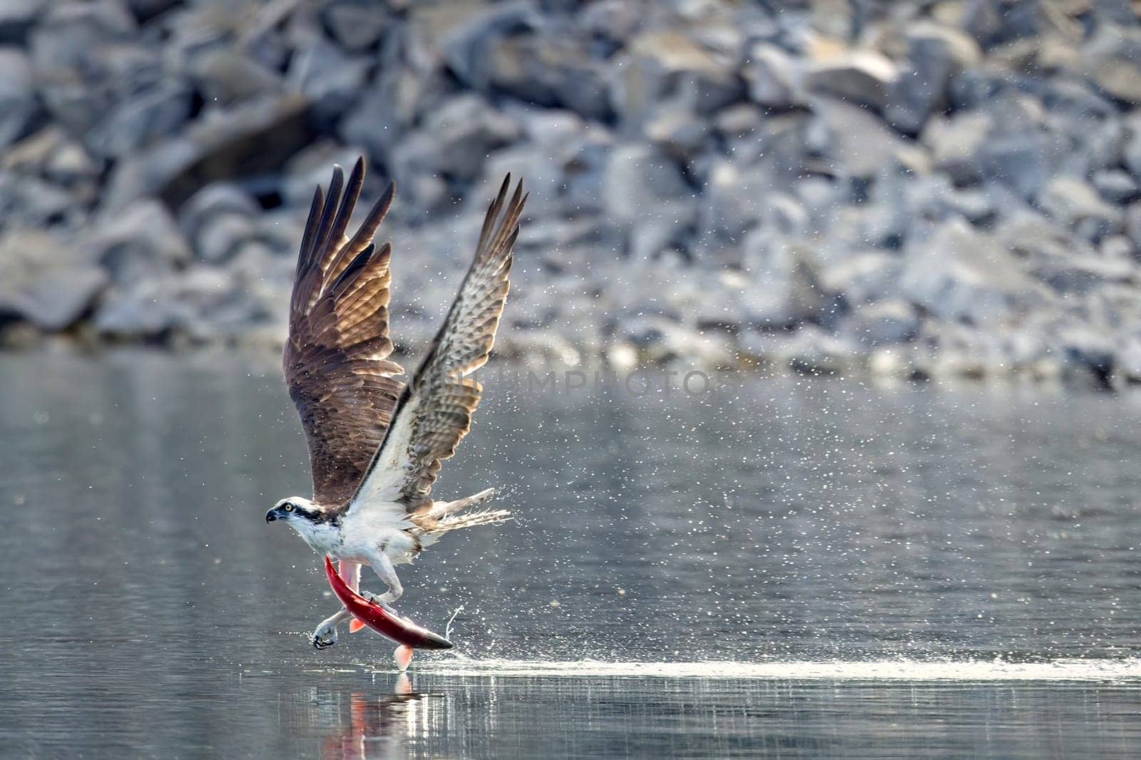 A large osprey catches a red salmon and flies off from the water in north Idaho.