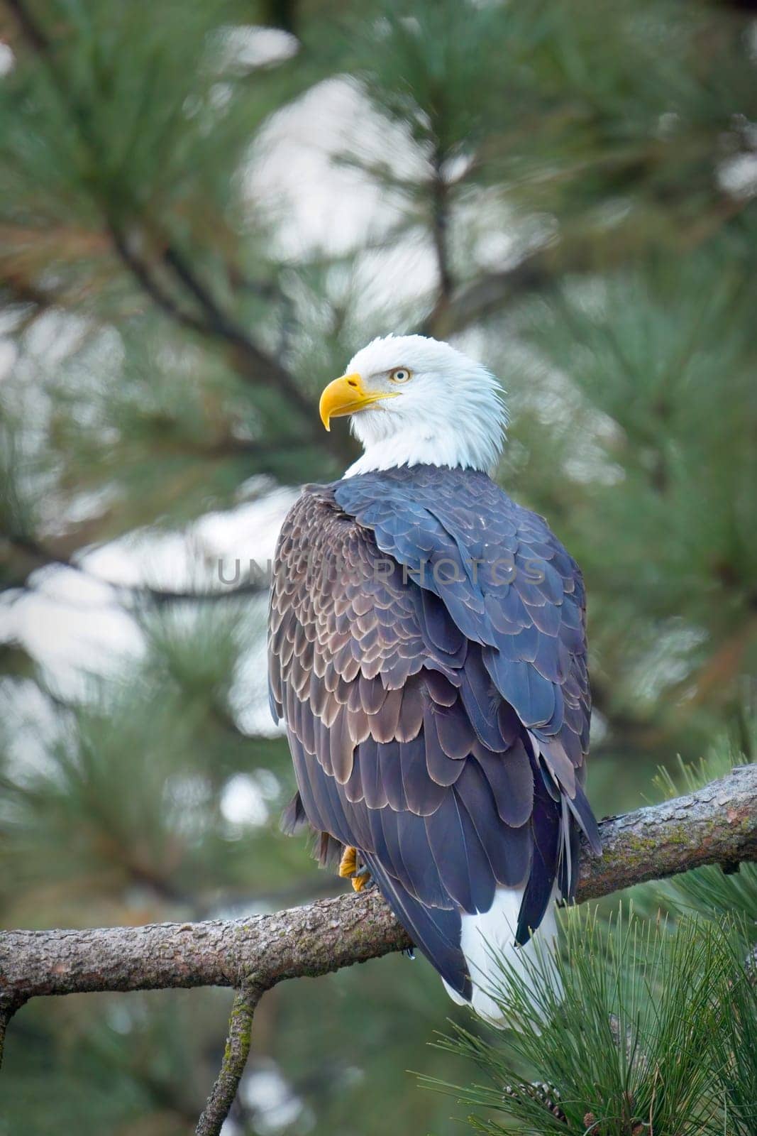 An American bald eagle is perched on a branch searching for fish in north Idaho.
