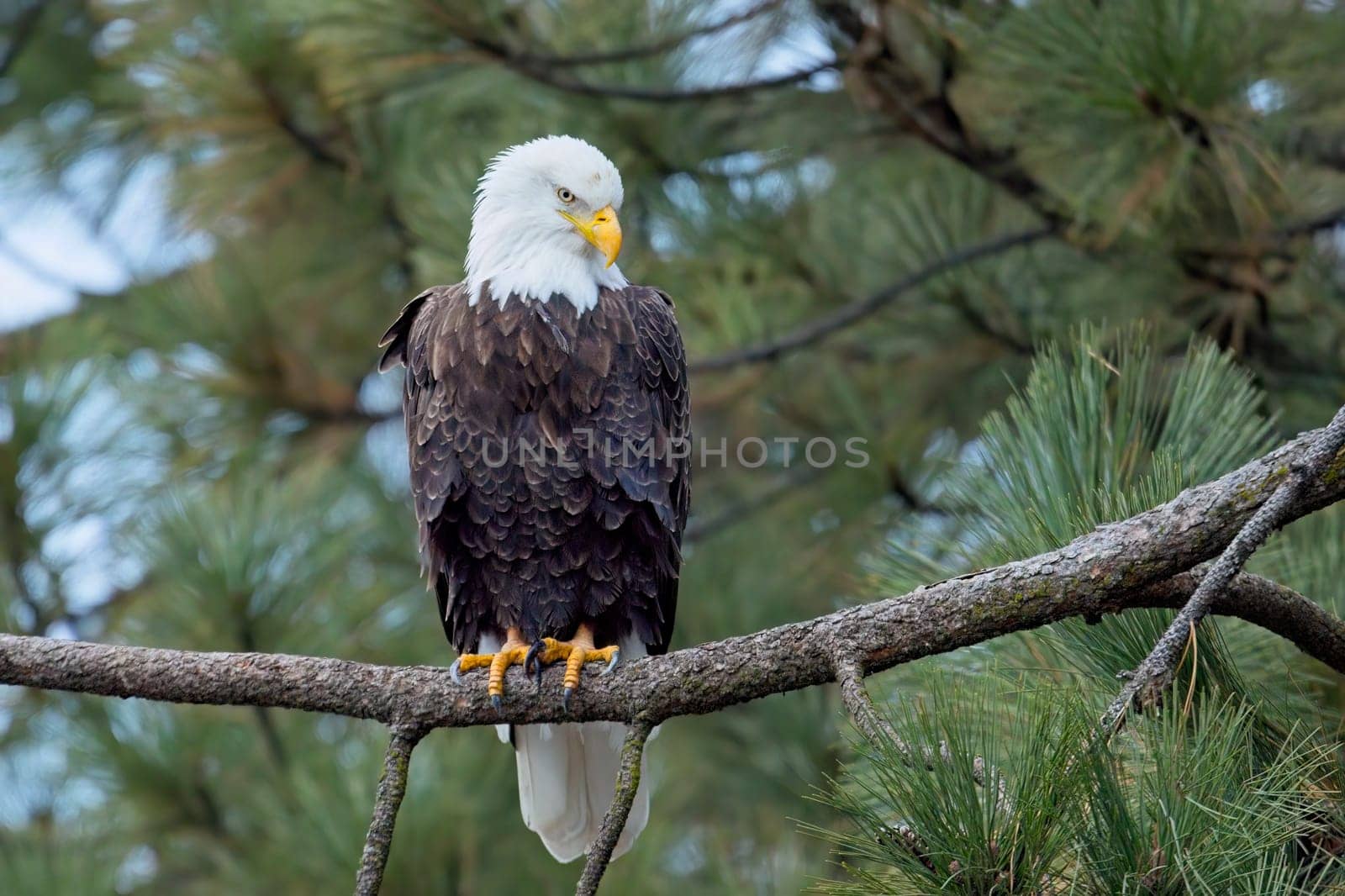 An American bald eagle is perched on a branch searching for fish in north Idaho.
