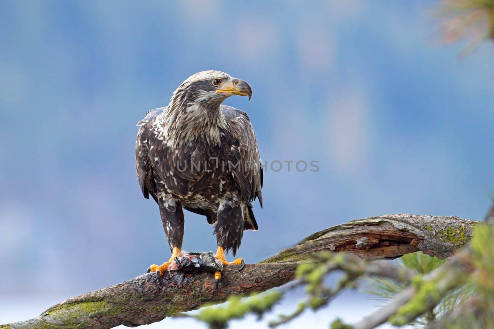 A close up wildlife photo of a juvenile bald eagle perched on a branch holding a fish in its talons in north Idaho.