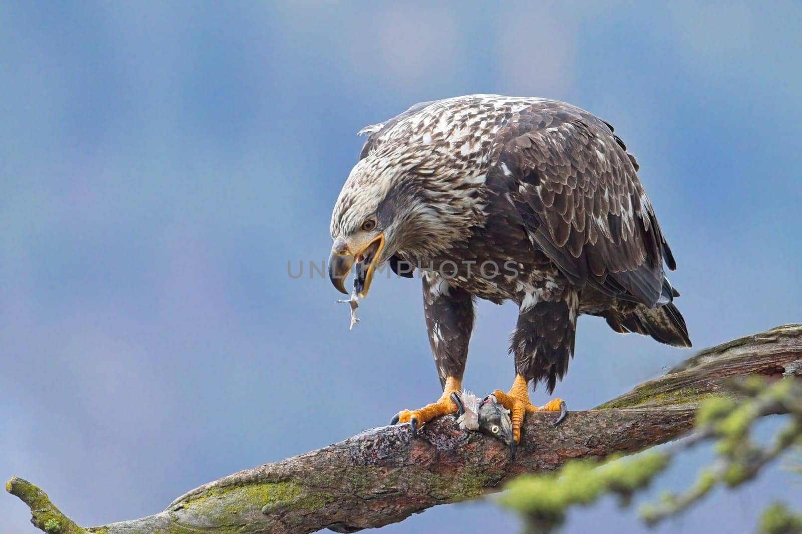A close up wildlife photo of a juvenile bald eagle perched on a branch eating a fish in north Idaho.
