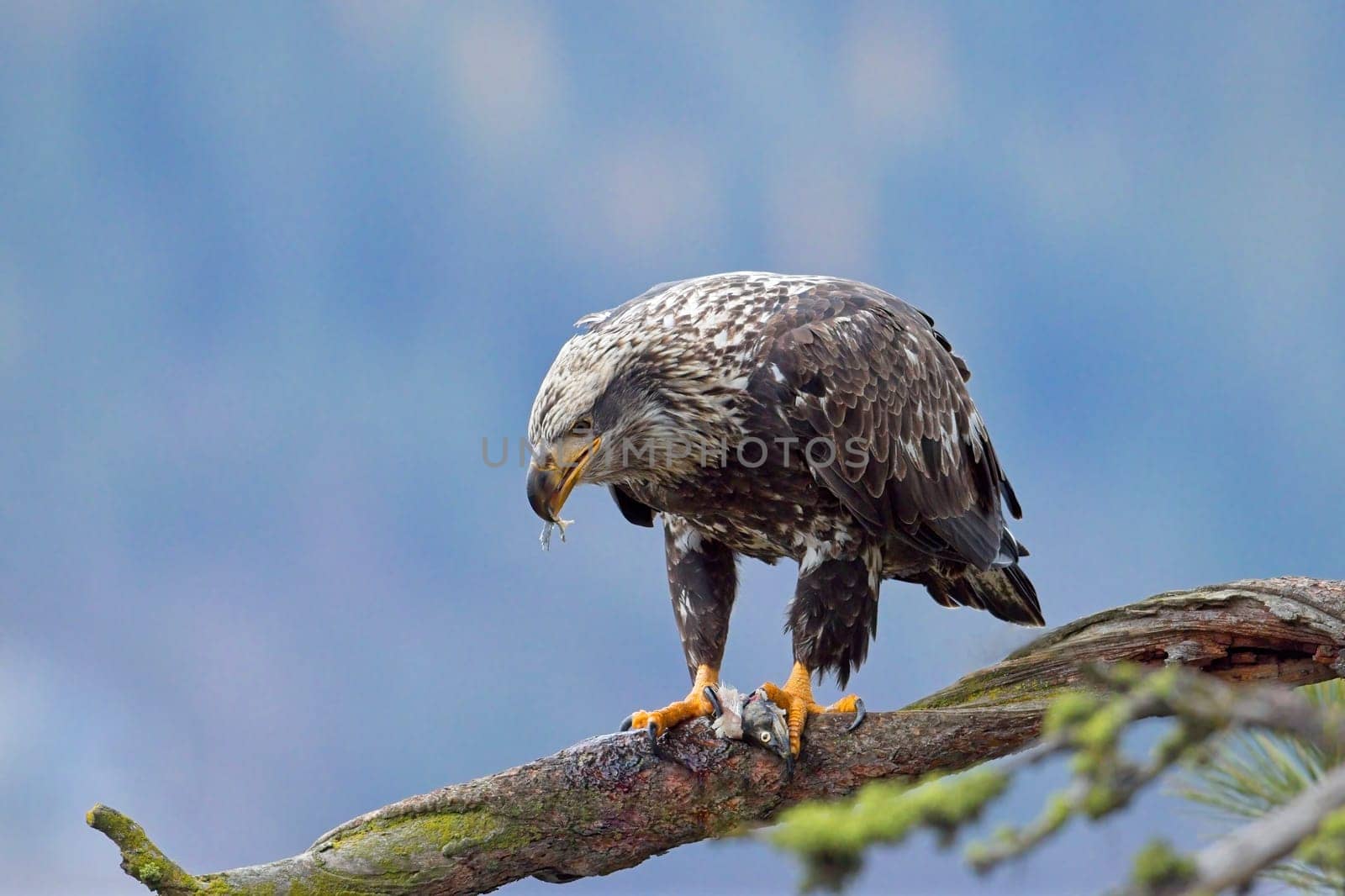 A close up wildlife photo of a juvenile bald eagle perched on a branch eating a fish in north Idaho.