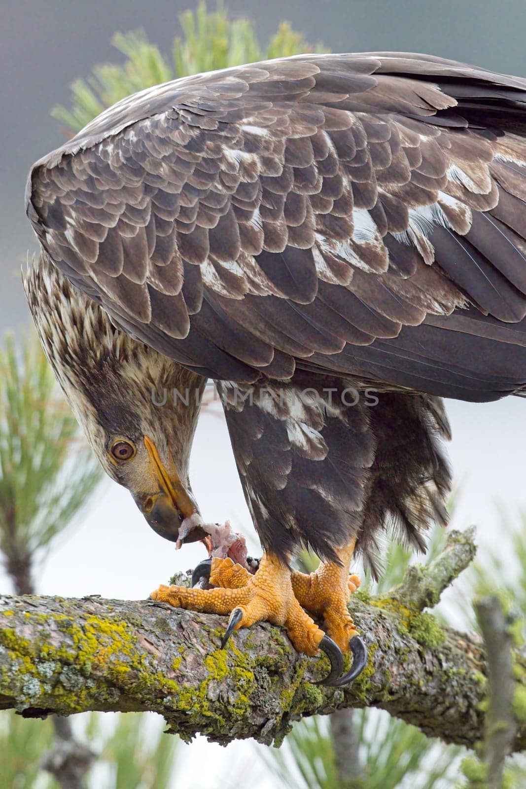 A close up wildlife photo of a juvenile bald eagle perched on a branch eating a fish in north Idaho.