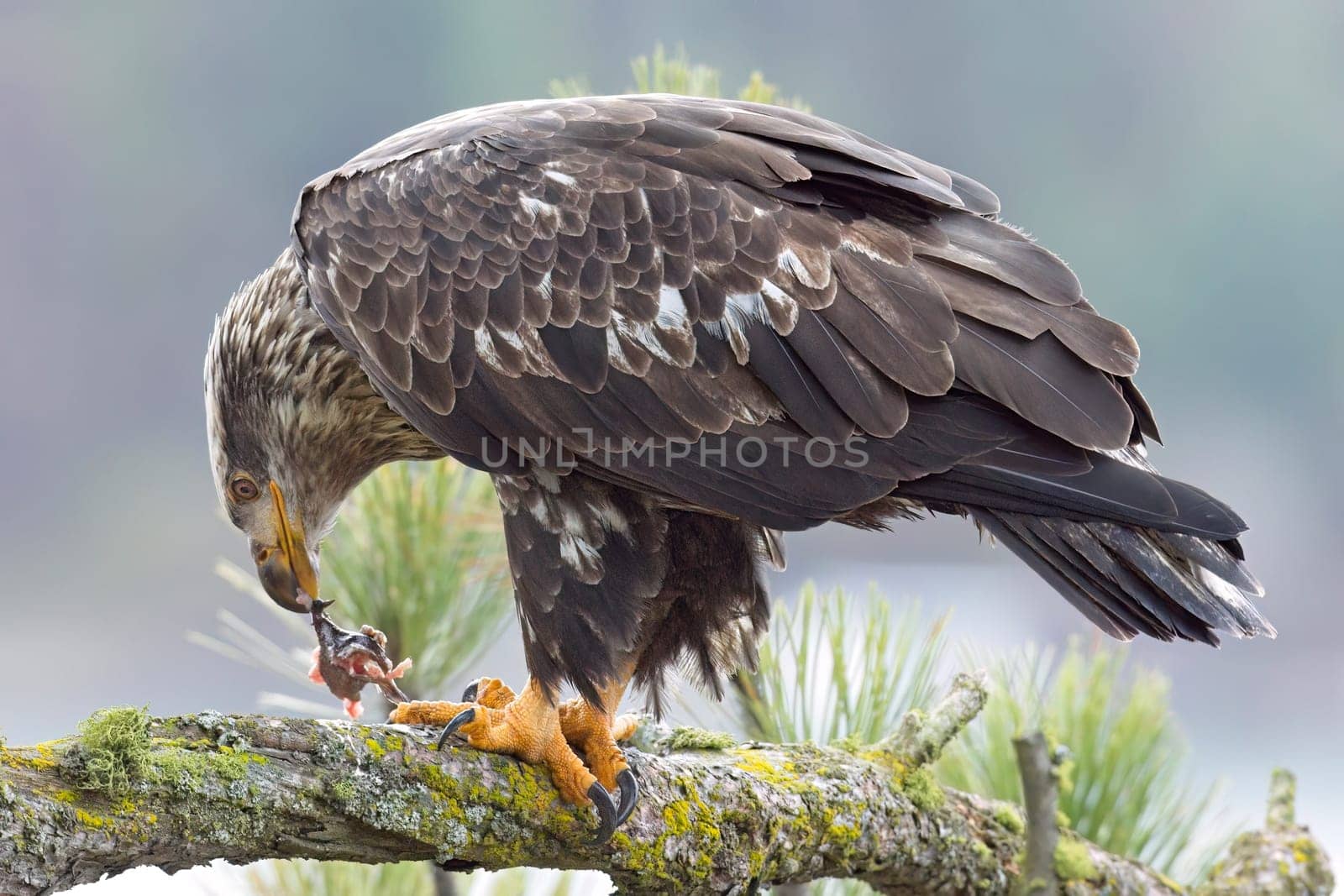 A close up wildlife photo of a juvenile bald eagle perched on a branch eating a fish in north Idaho.