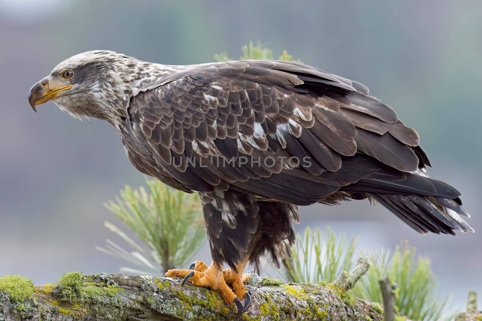 A majestic juvenile American bald eagle perched on a branch of a pine tree in north Idaho.