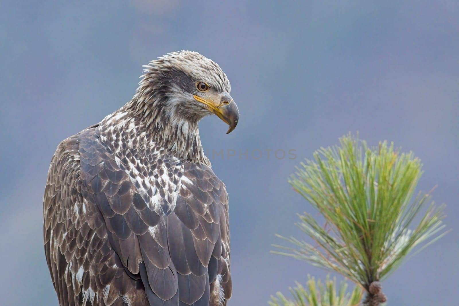 A close up portraiture of a juvenile American bald eagle in north Idaho.