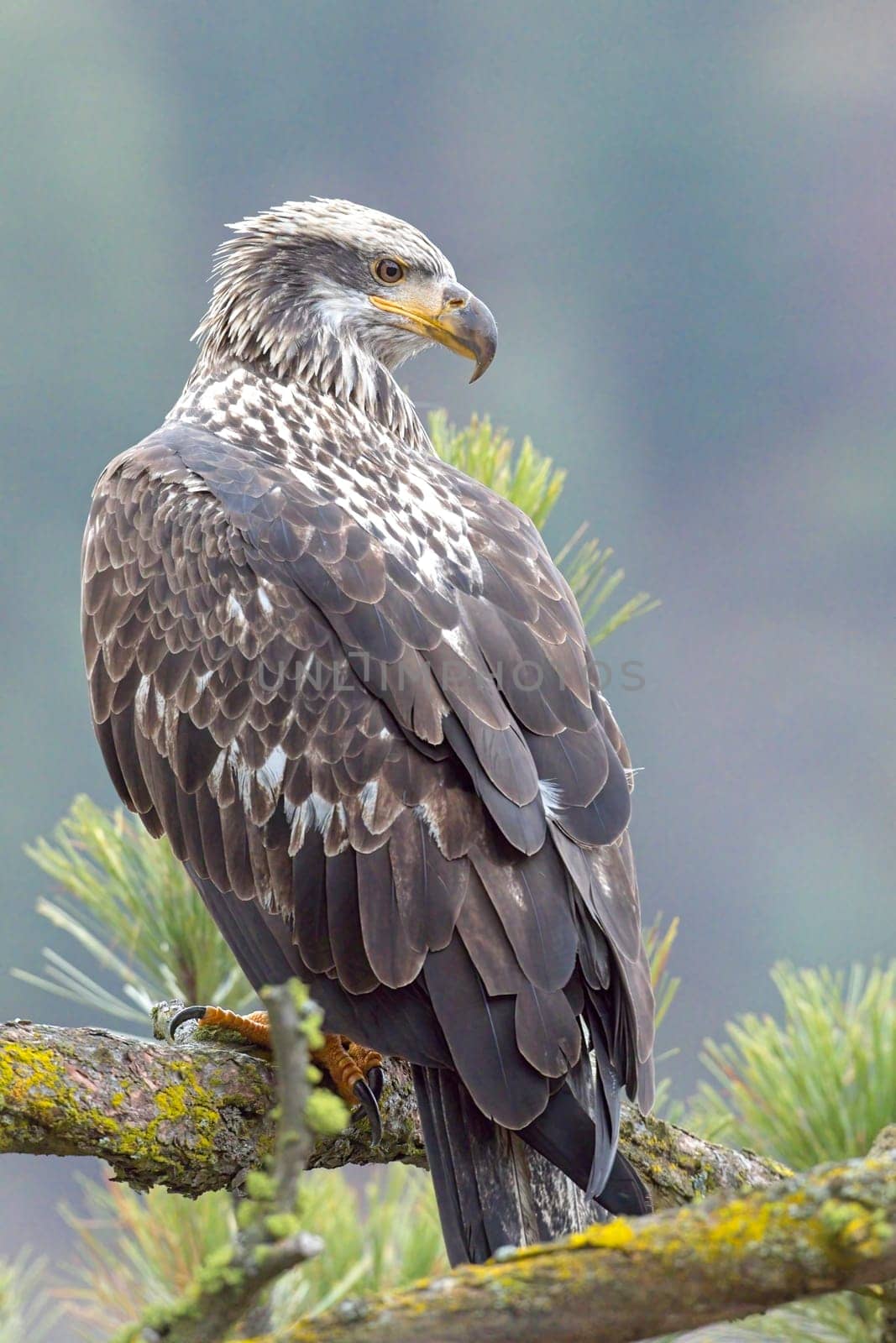 A majestic juvenile American bald eagle perched on a branch of a pine tree in north Idaho.