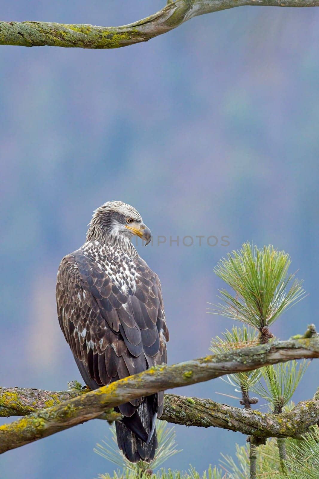 A majestic juvenile American bald eagle perched on a branch of a pine tree in north Idaho.