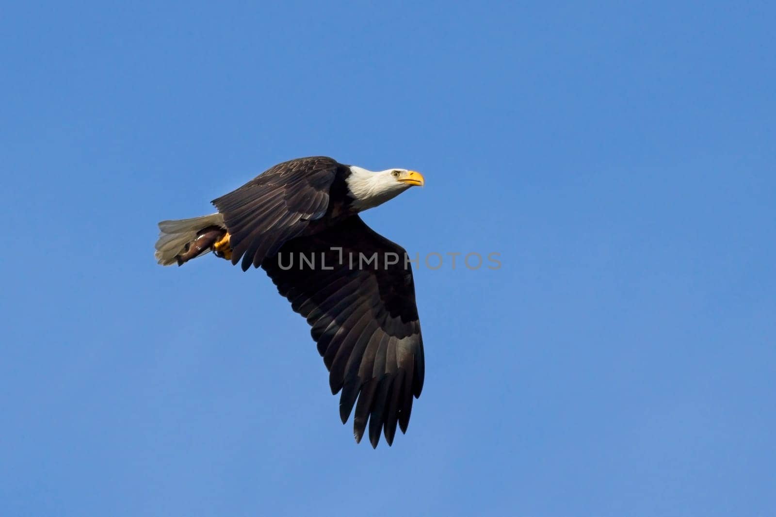 An American bald eagle flies up in the bright blue sky with a fish in its talons in Coeur d'Alene, Idaho.