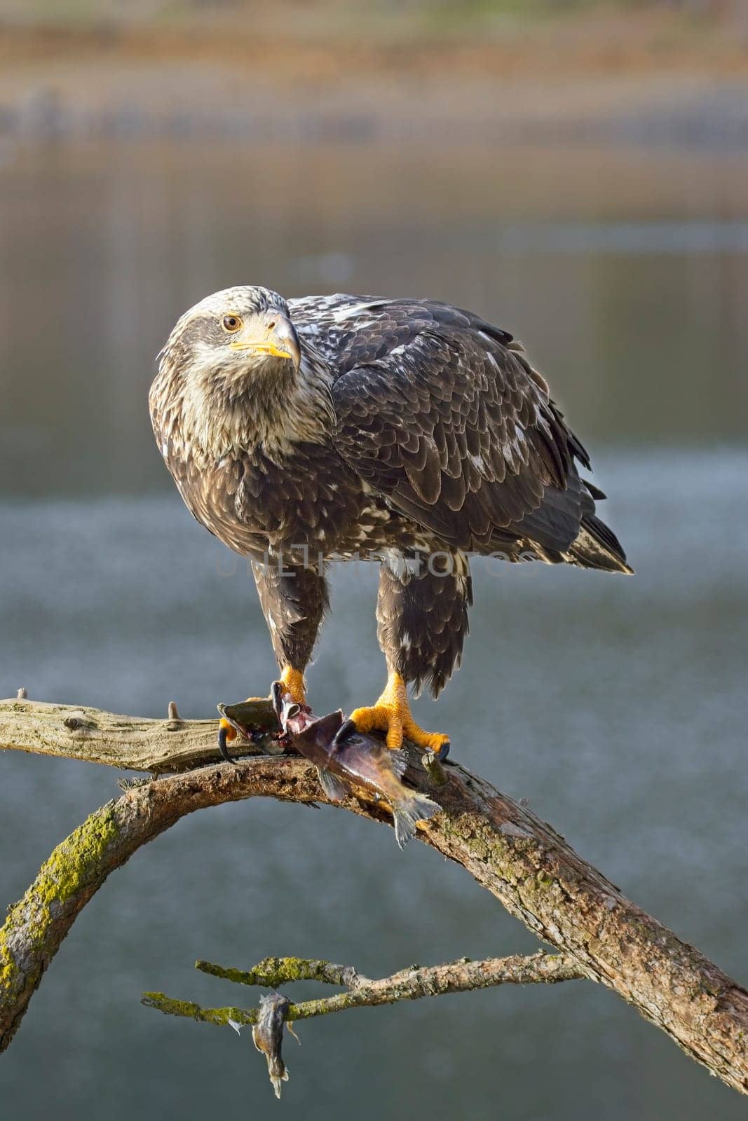 A young juvenile bald eagle is perched on a large branch with a fish in its talon in north Idaho.