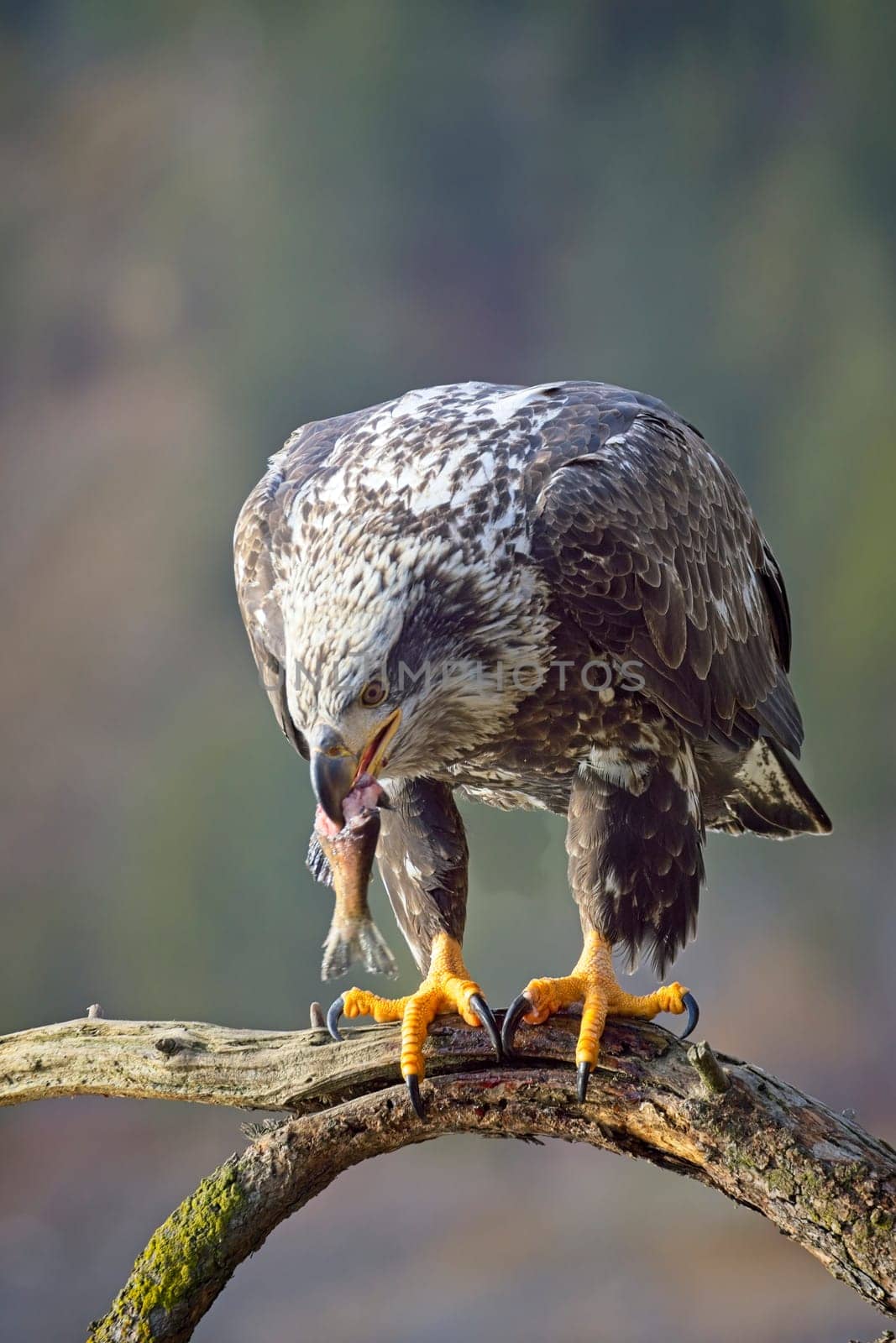 A juvenile bald eagle perched on a branch bites into a fish it just caught in north Idaho.