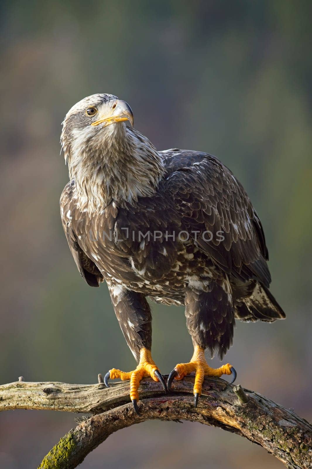 A juvenile bald eagle in a portrait pose on a branch in north Idaho.