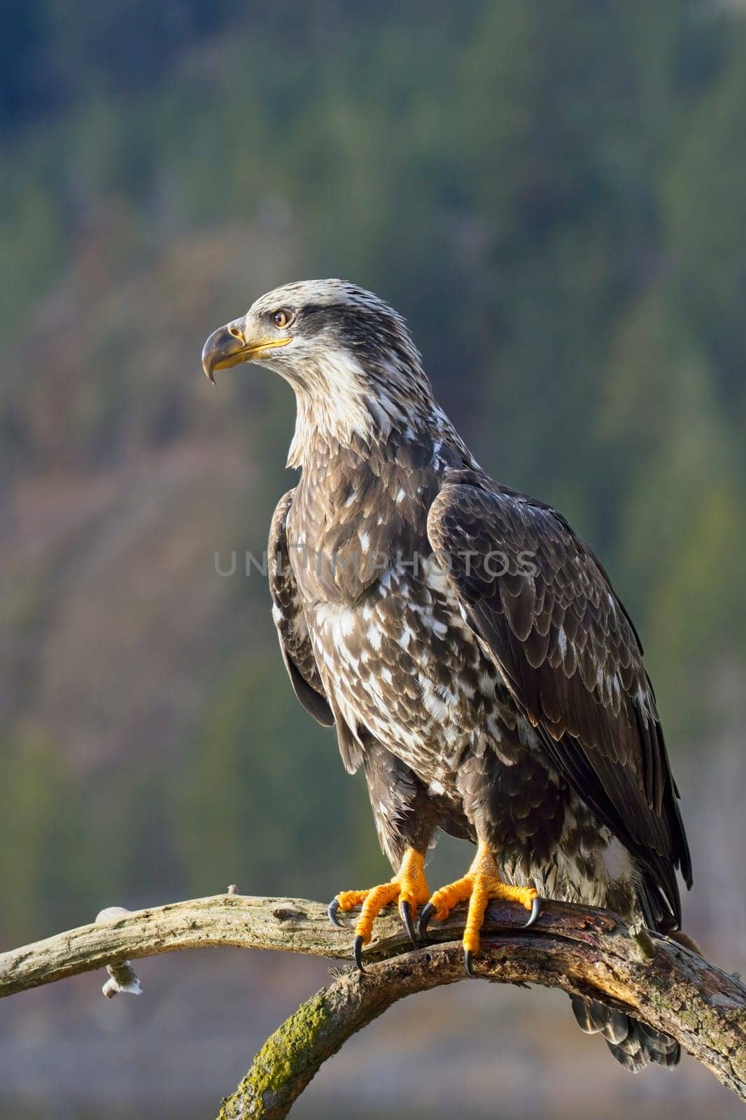 A juvenile bald eagle in a portrait pose on a branch in north Idaho.
