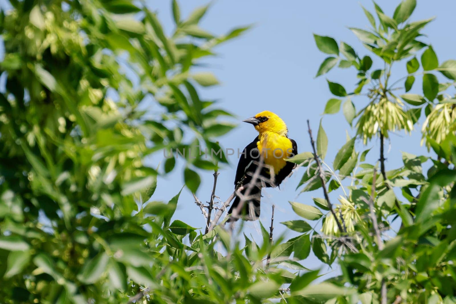 A small yellow headed blackbird is perched at the top of a tree near Charlo, Montana.