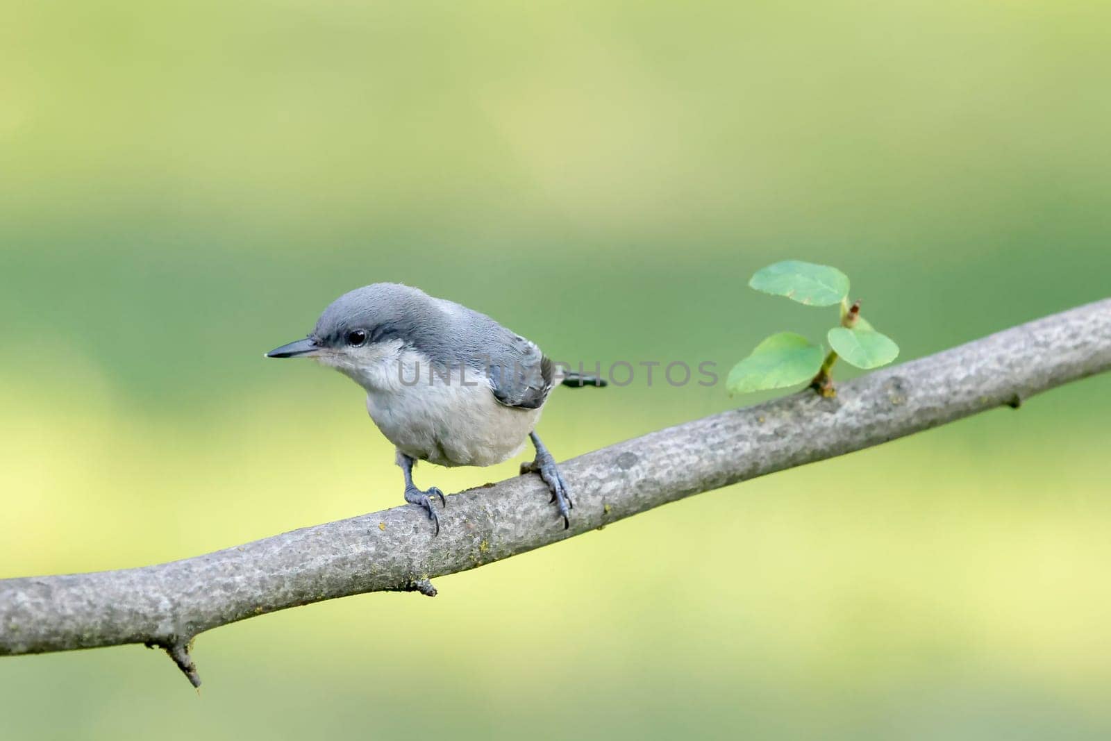 A cute pygmy nuthatch is perched on a branch in north Idaho.
