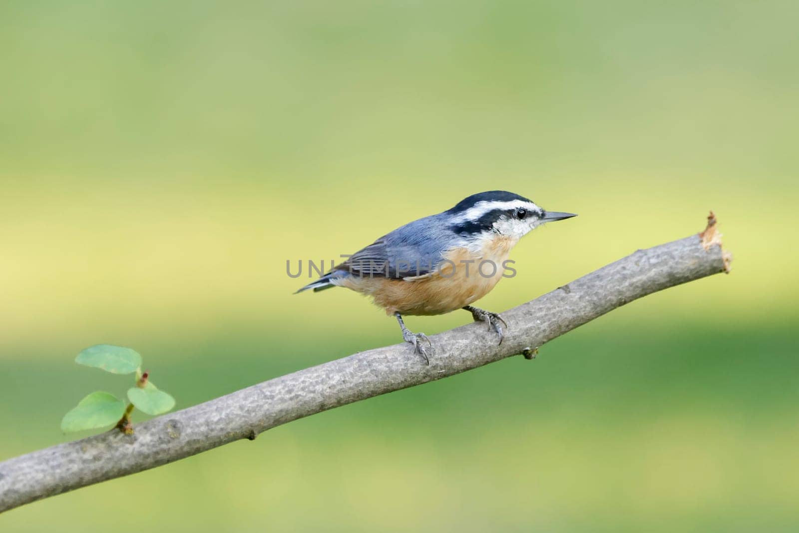 A small red breasted nuthatch is perched on a branch in north Idaho.