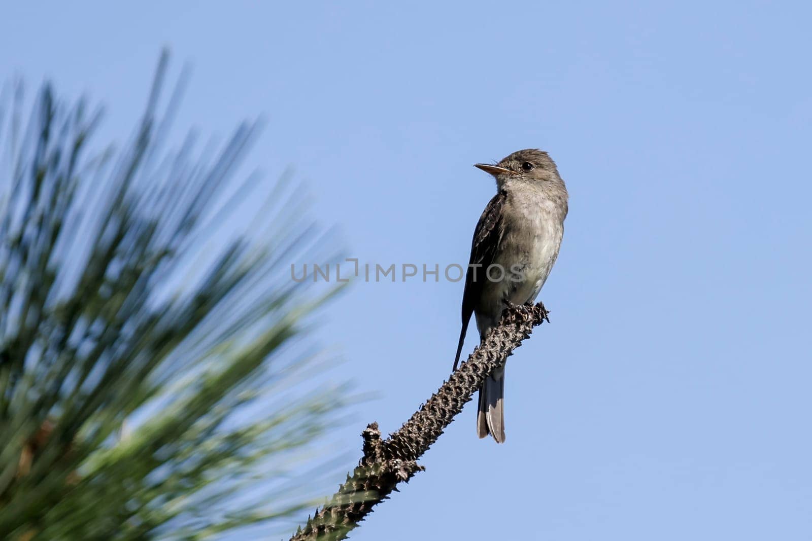 A western wood-pewee is perched on a pine branch in north Idaho.