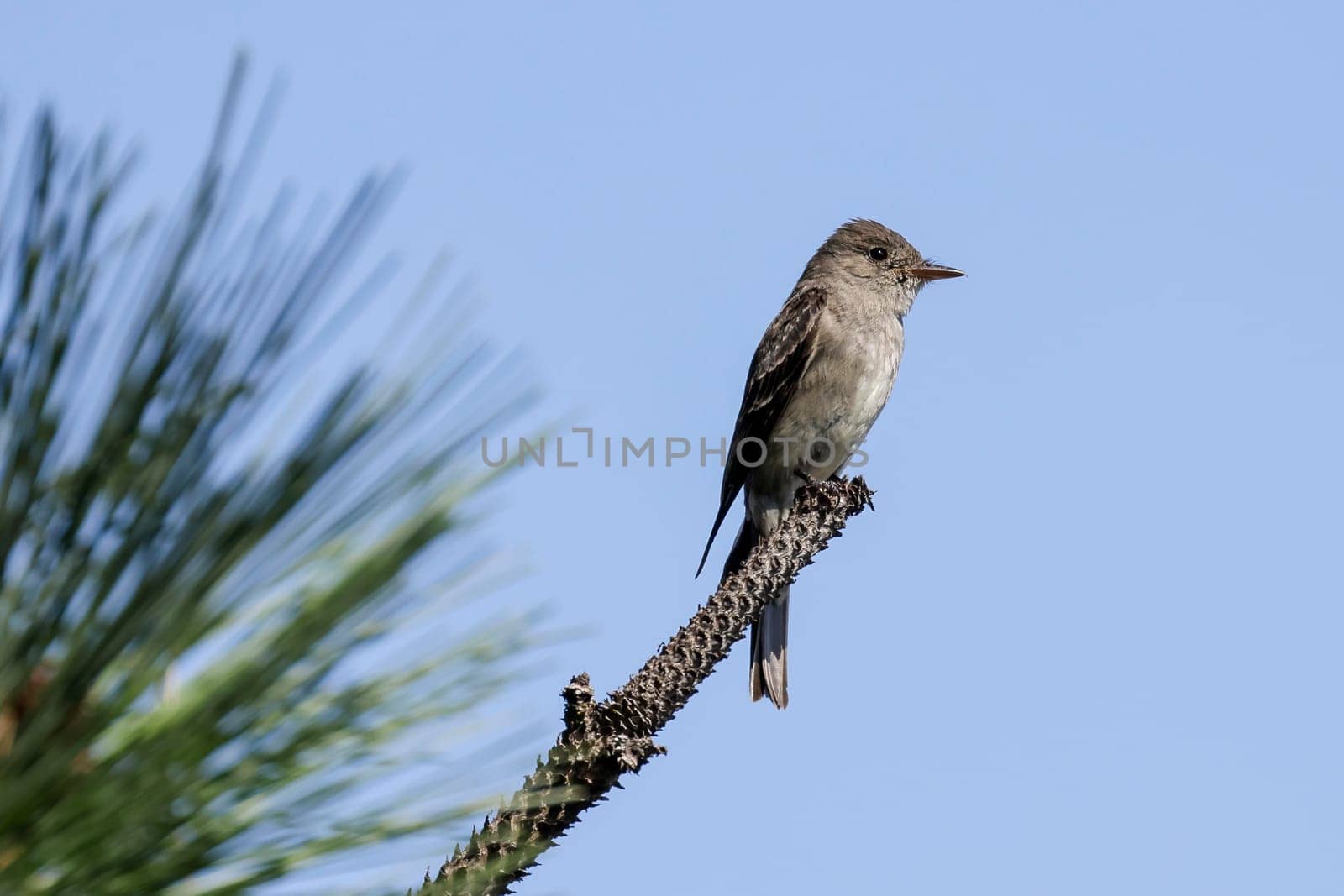 A western wood-pewee is perched on a pine branch in north Idaho.