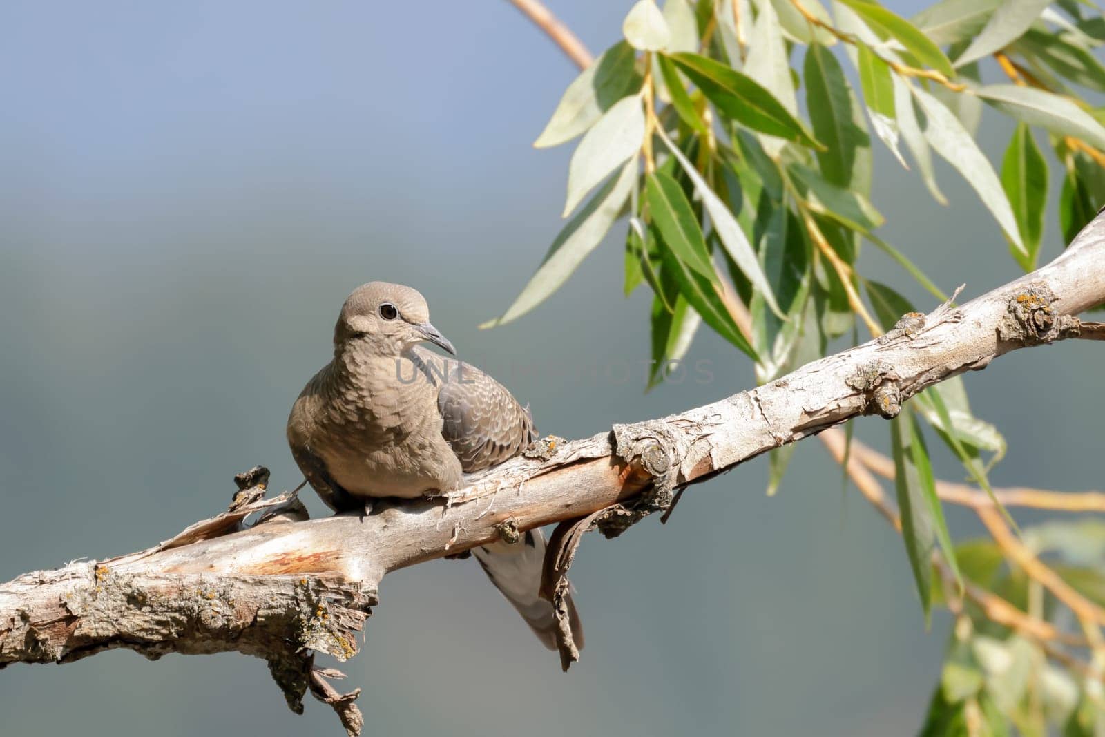 A mourning dove is sitting on a branch in Hayden, Idaho.