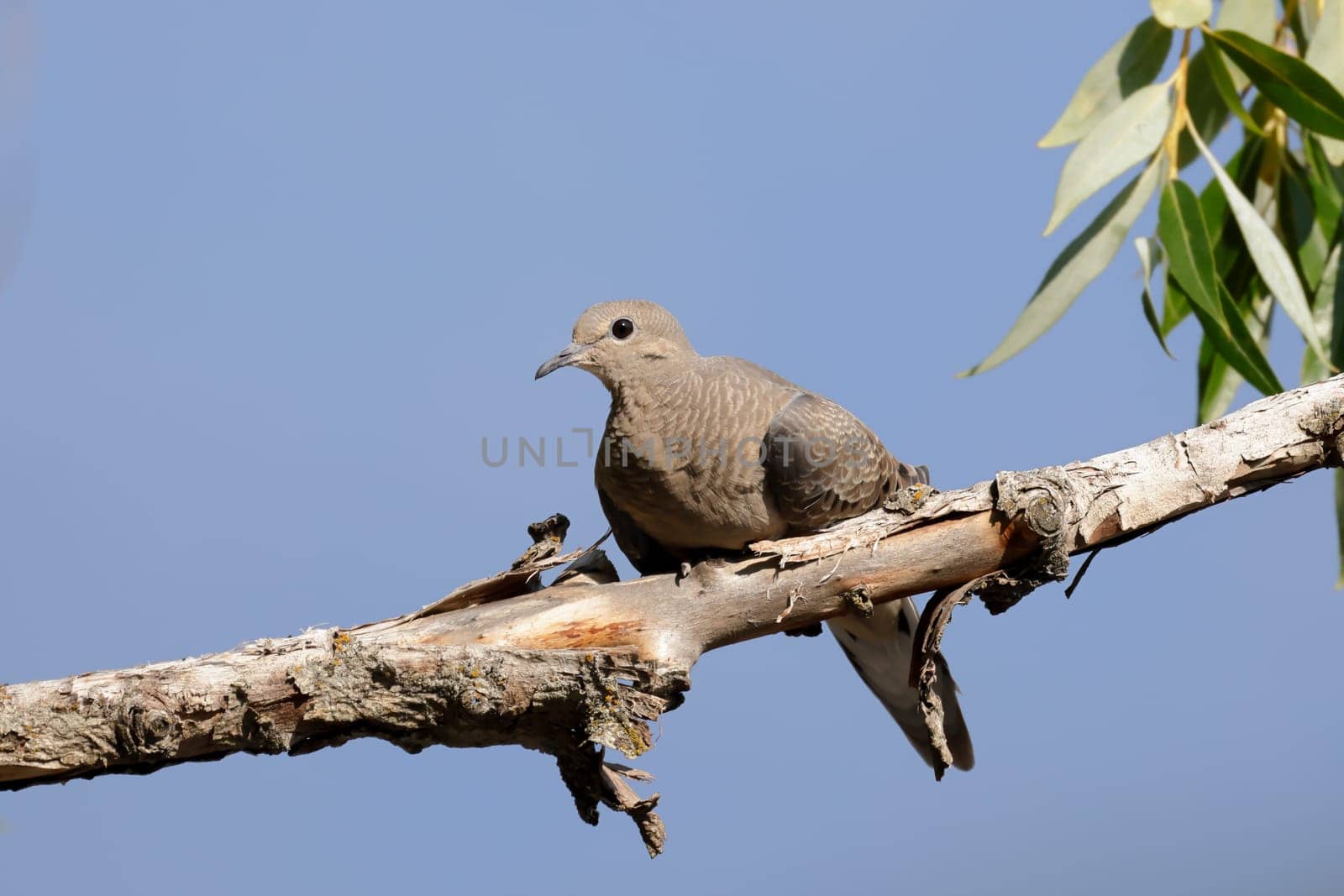 A mourning dove is sitting on a branch in Hayden, Idaho.
