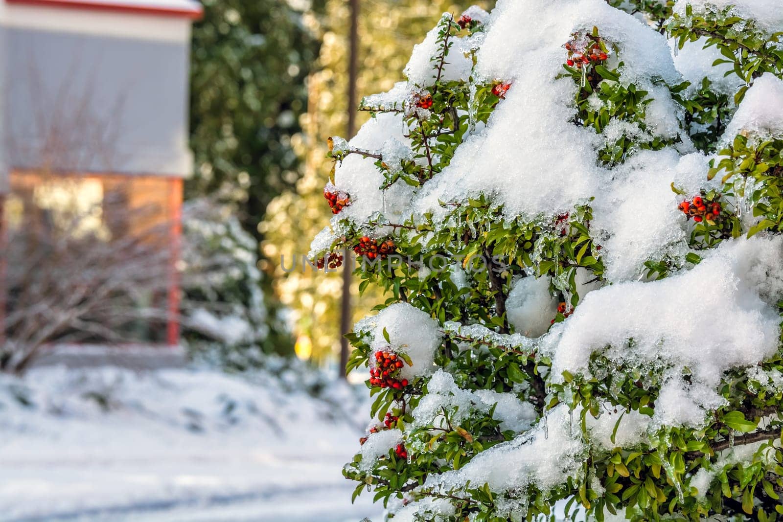 Red berries under the snow on Christmas time in Canada.