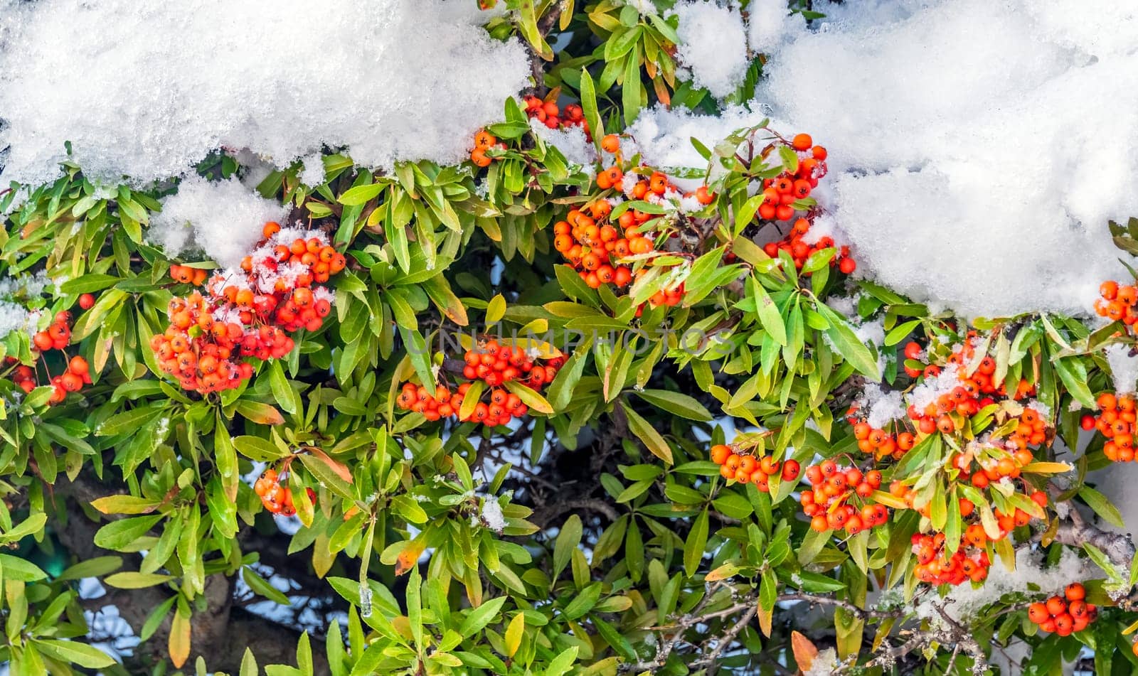 Red berries under the snow on Christmas time in Canada.