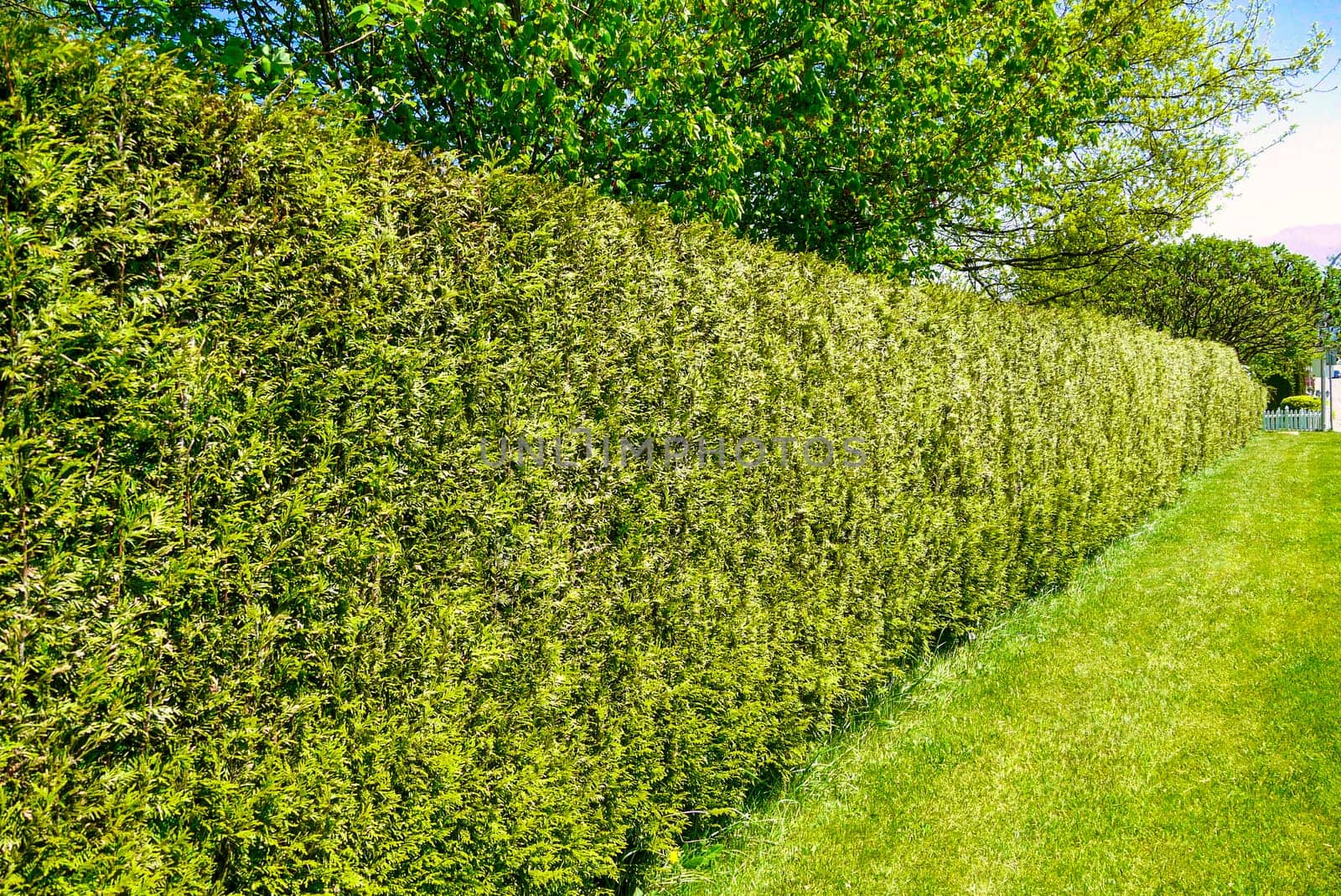 Long green hedgerow fence along a street in front of residential house.