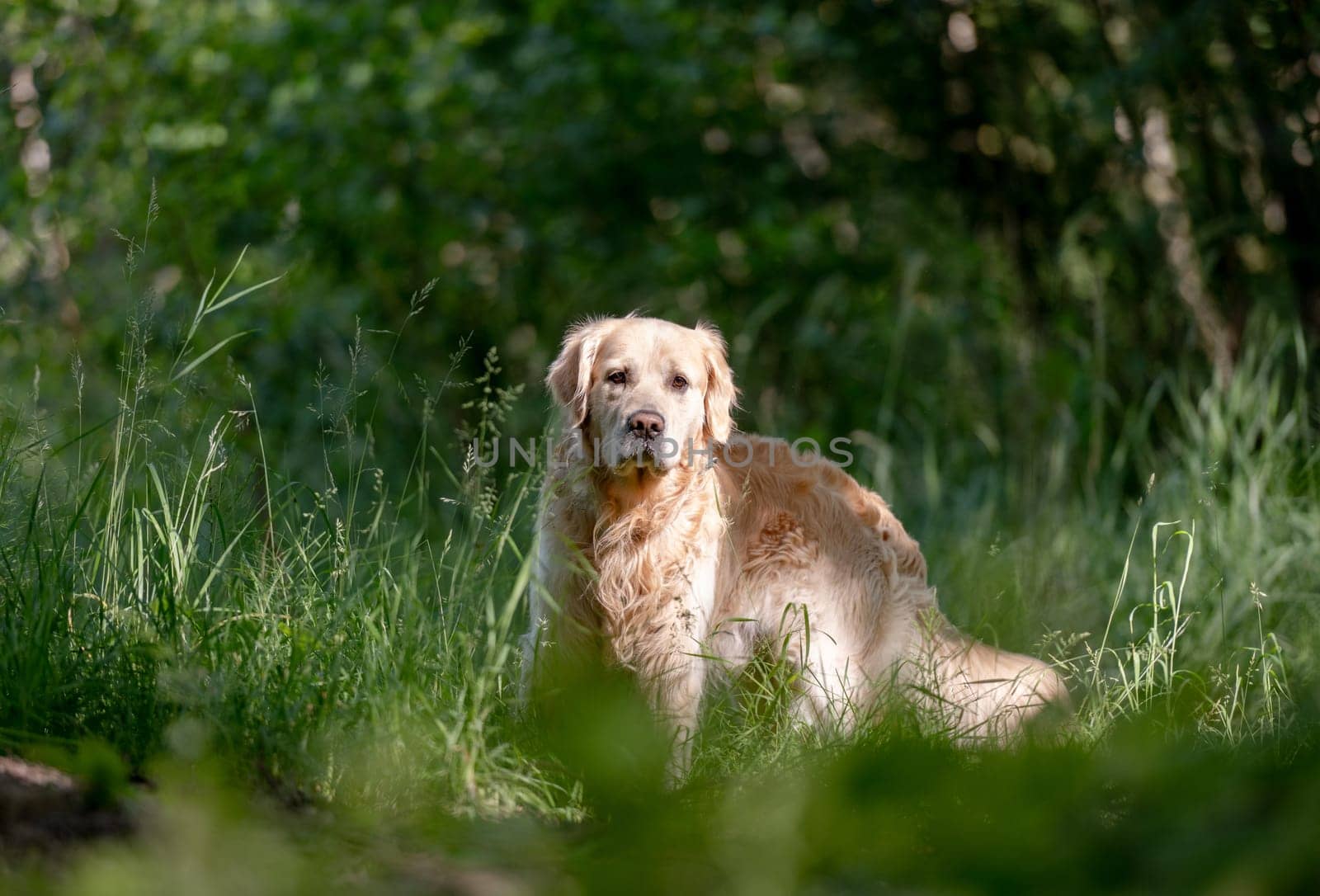 Golden Retriever Dog Enjoys A Walk In Forest