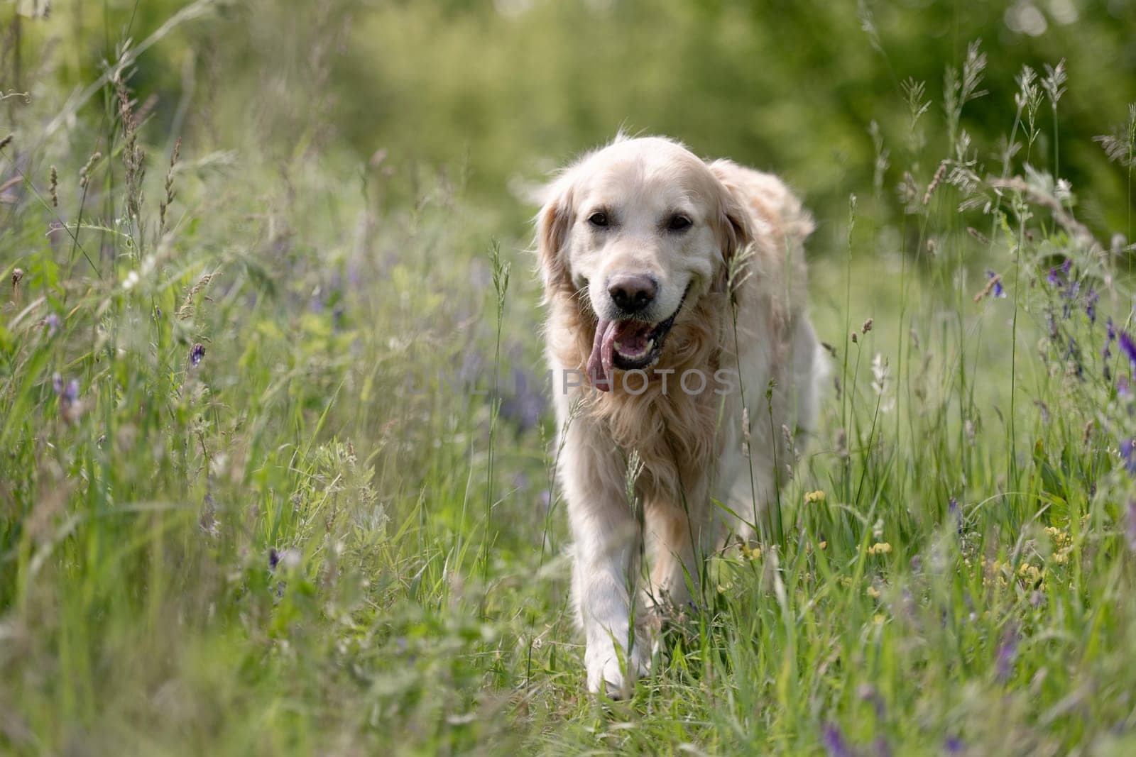 Golden Retriever Dog Enjoys A Walk In Forest Among Flowers