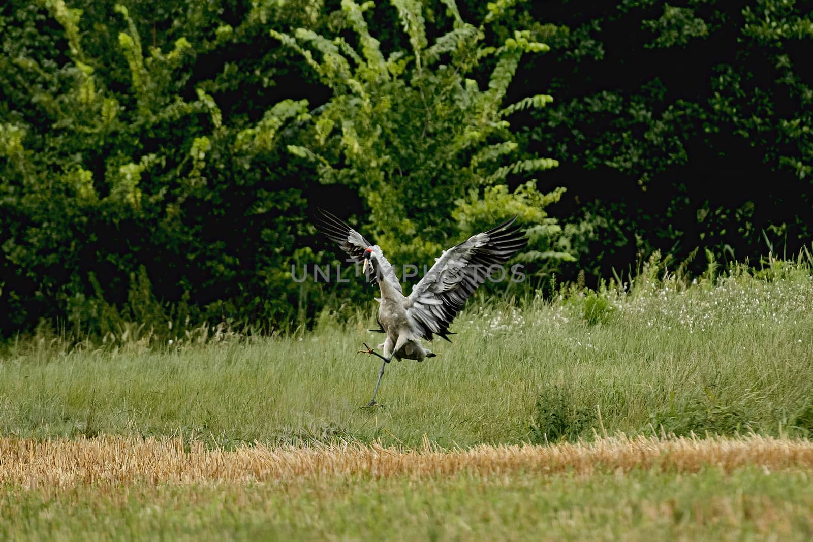 Grey Crane Chick In Field Stands Tall, Observing Surroundings With Curiosity