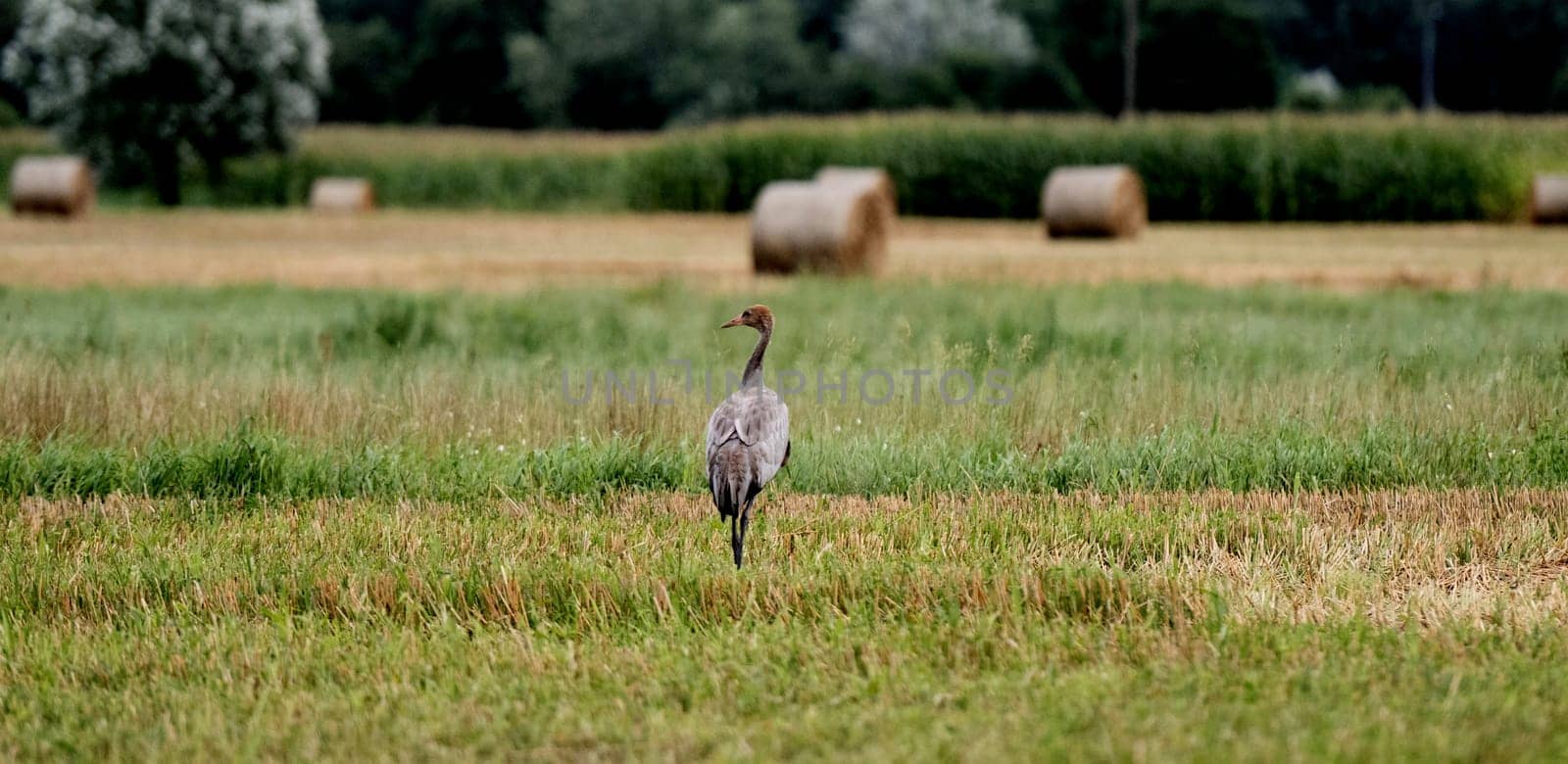 Grey Crane Chick In Field Stands Tall, Observing Surroundings With Curiosity