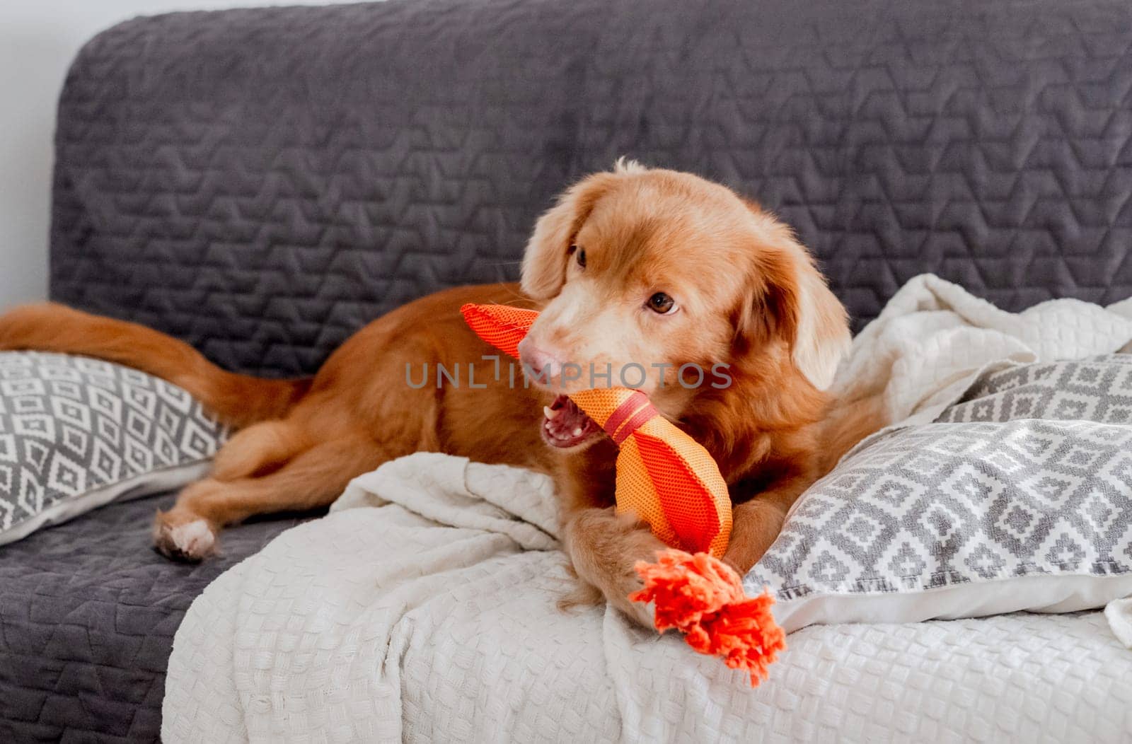 Bright Toy Duck Lies Next To Toller Dog, A Nova Scotia Duck Tolling Retriever, On Couch