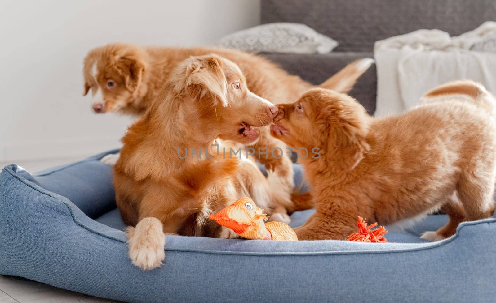 Toller Dog With Puppies And Bright Toy Duck In Blue Bed Is A Nova Scotia Duck Tolling Retriever