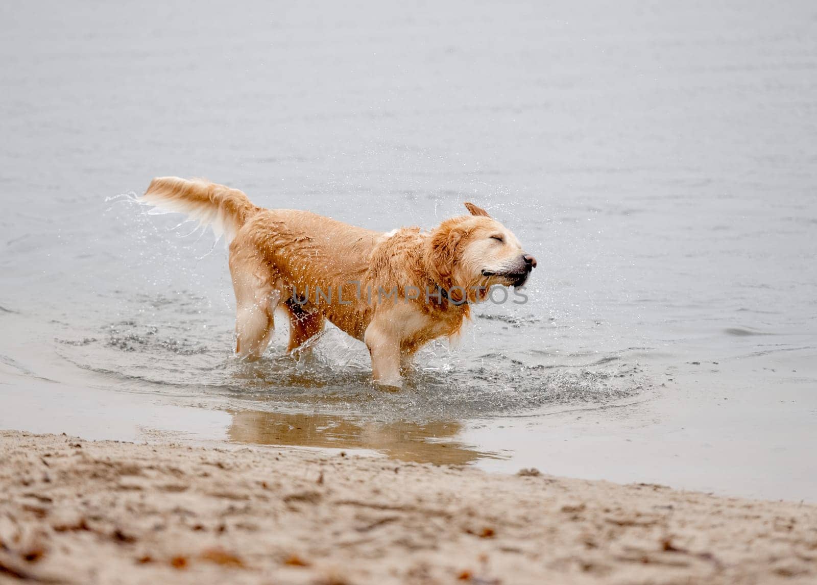 Golden Retriever Shakes Off Water While Standing In River, Enjoying Dog Swimming