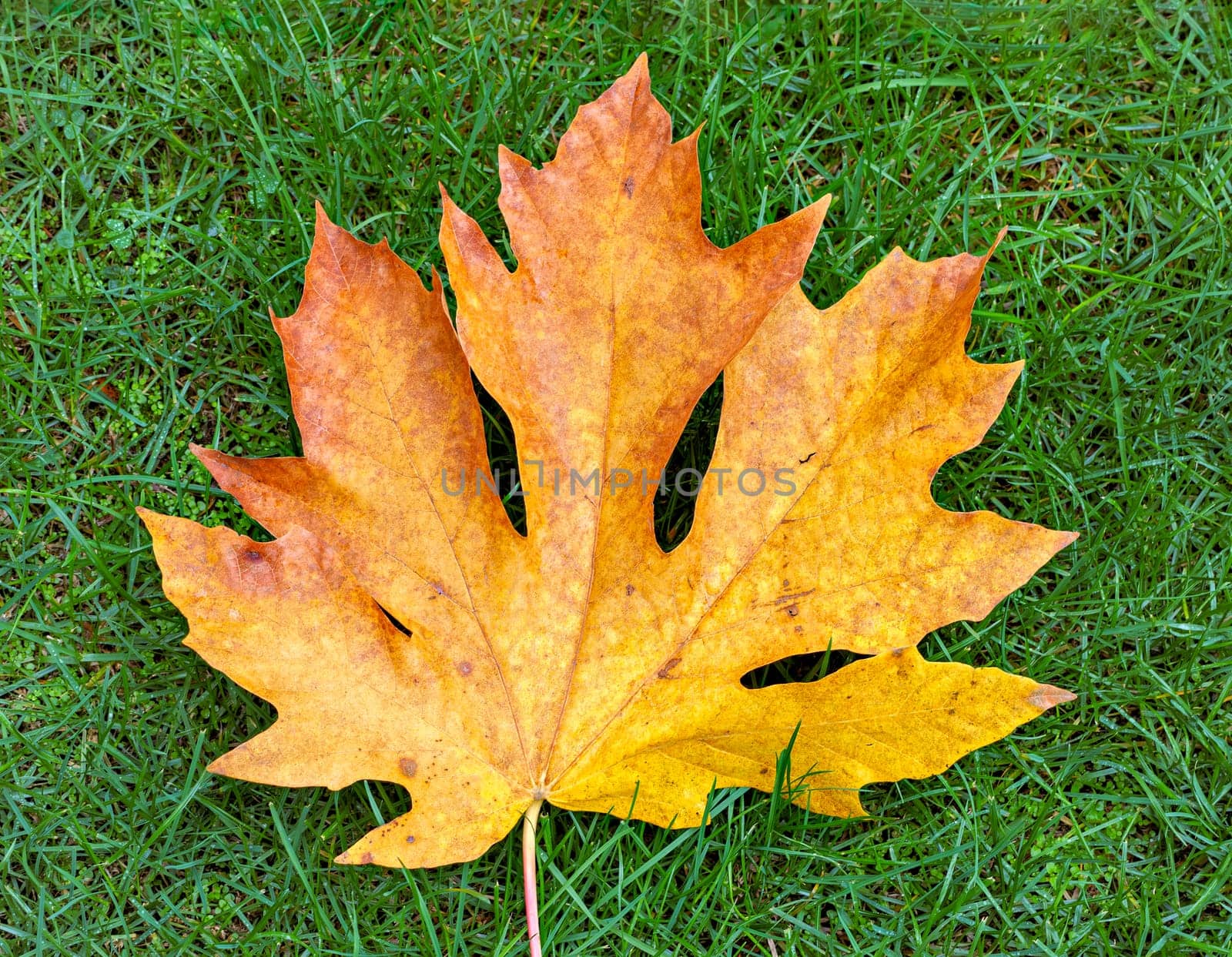 Bright yellow maple leaf on green grass background.