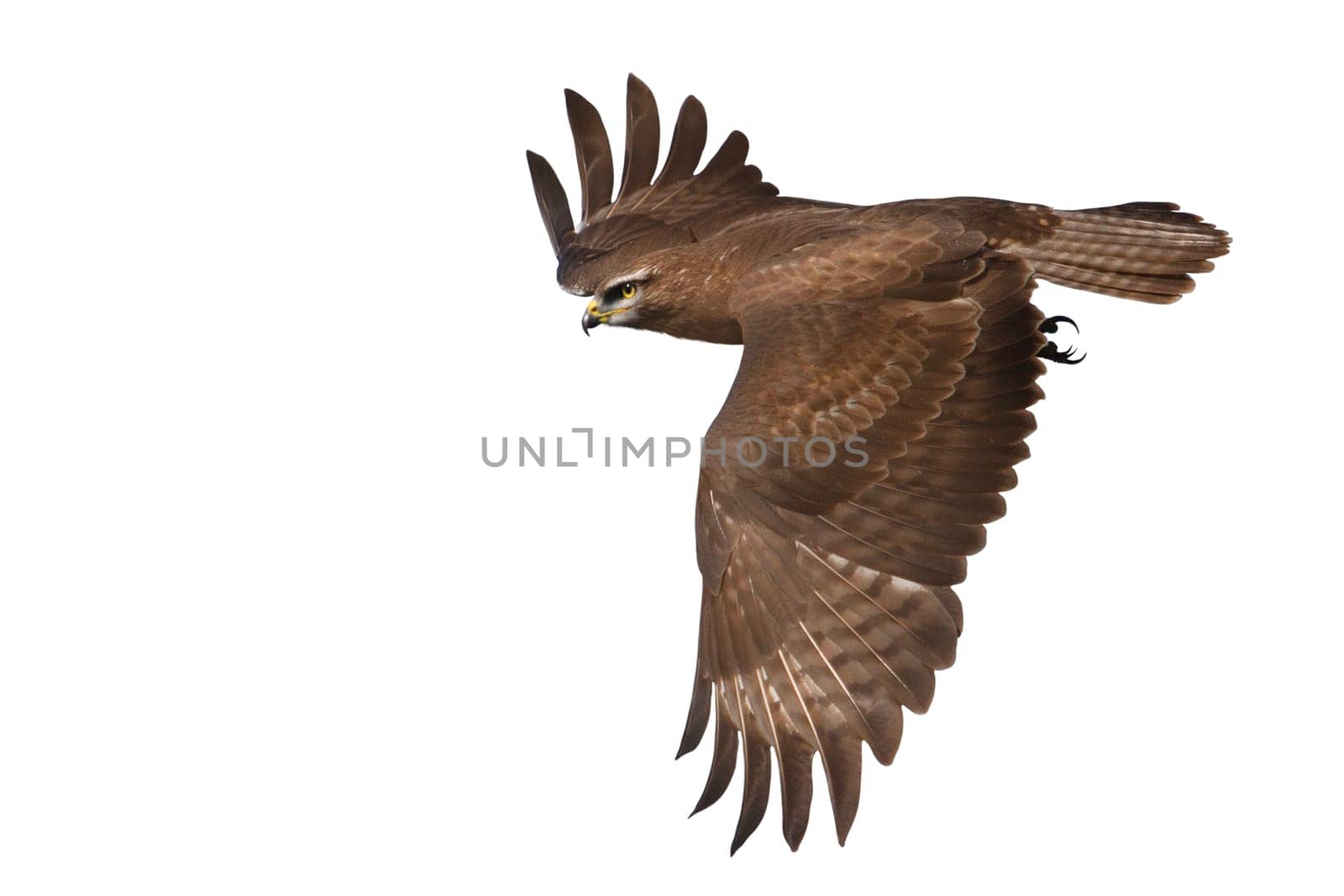 bird of prey in flight isolated on white , hunter, freedom