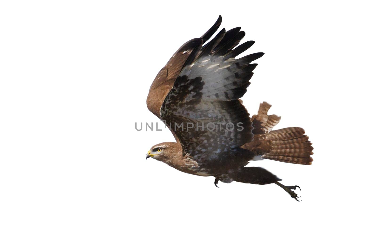 bird of prey on takeoff isolated on white, hunter, freedom