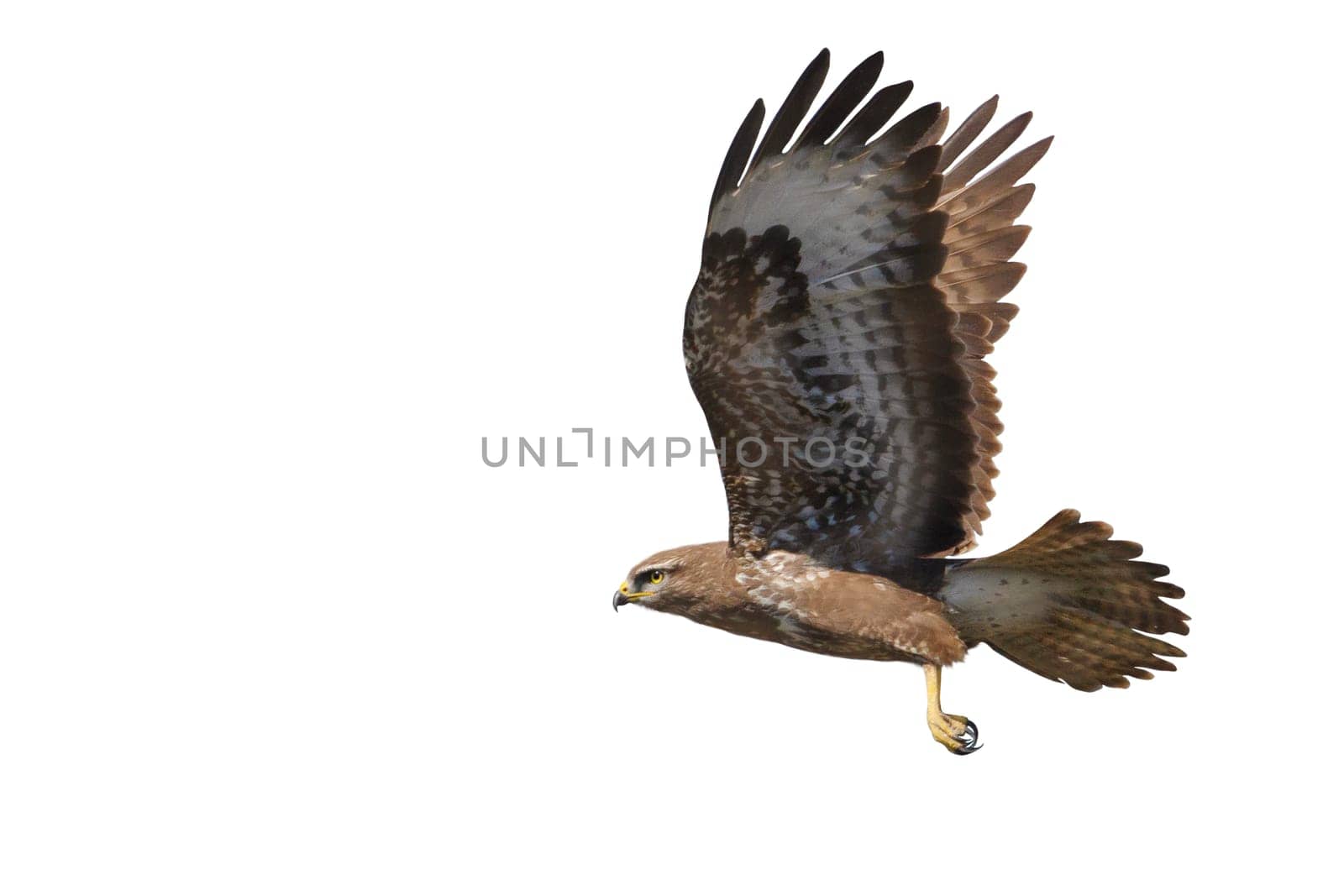 bird of prey,buzzard in flight isolated on white, hunter, freedom