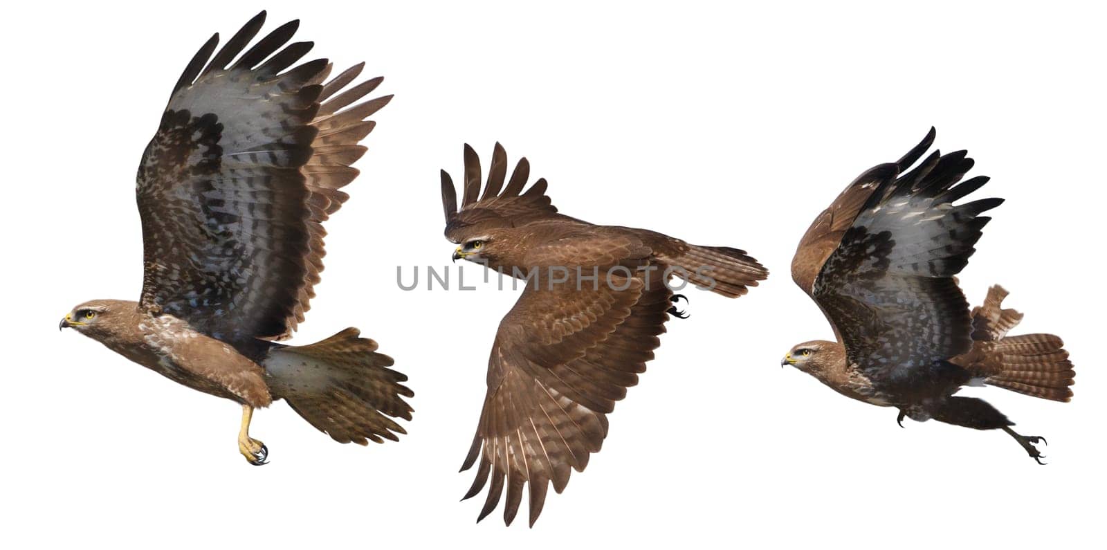 bird of prey,buzzard moments of flight isolated on white, hunter, freedom