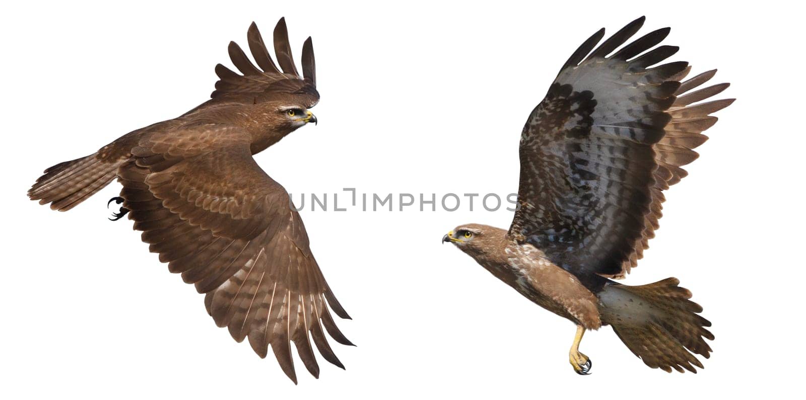 buzzard moments of flight isolated on white background, hunter, freedom