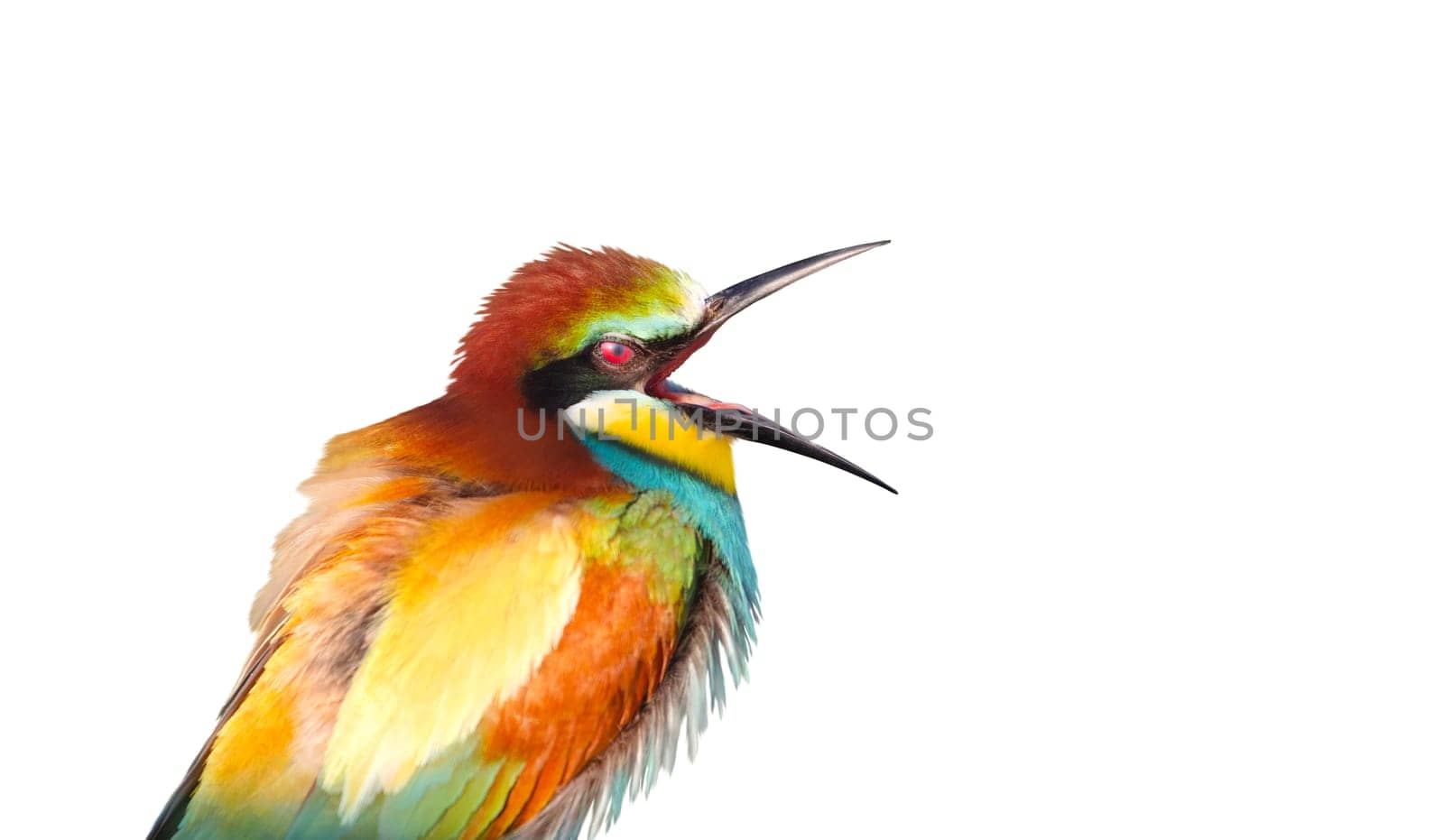 bird laughing, colorful bird of paradise, bee-eater isolated, humor, jokes