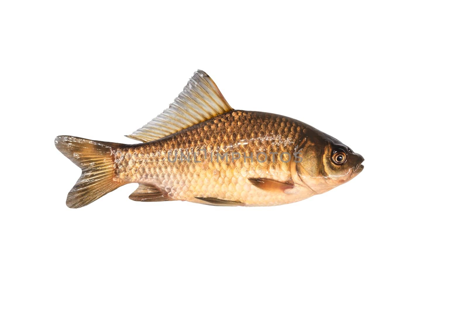 crucian carp isolated on white, fishing, underwater inhabitants